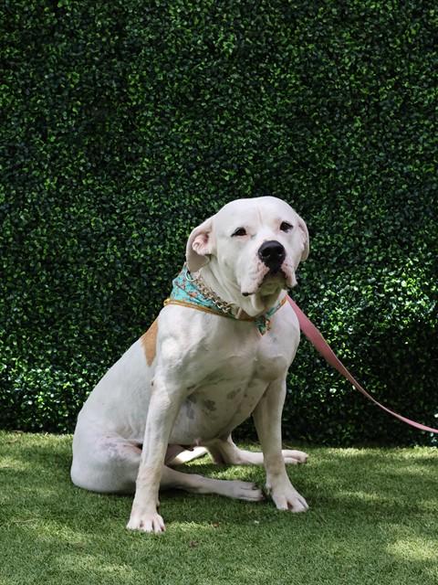 IVORY, Adoptable, Adult Female Mastiff.