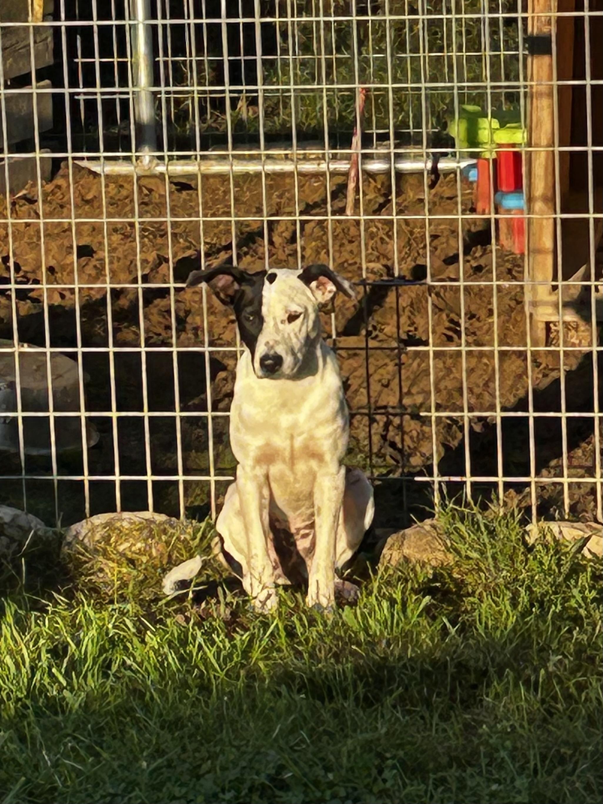 Enlarge Brie, a Adoptable mixed breed in Brownstown, IN image 4/5