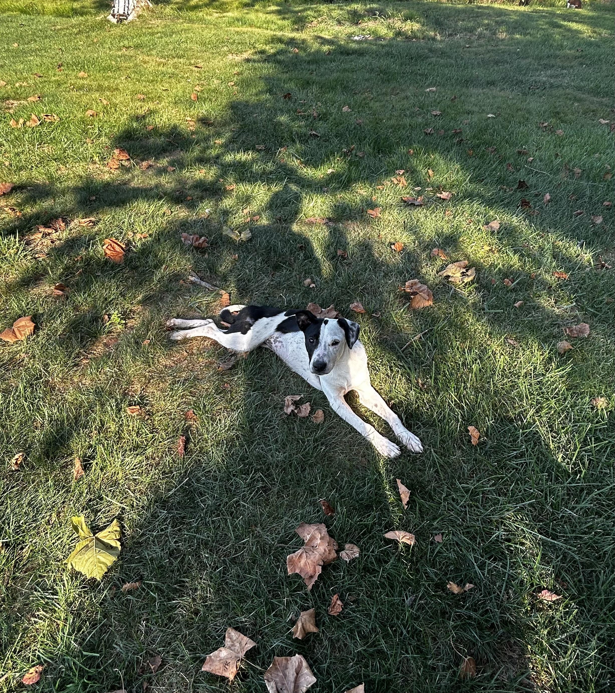 Enlarge Brie, a Adoptable mixed breed in Brownstown, IN image 2/5