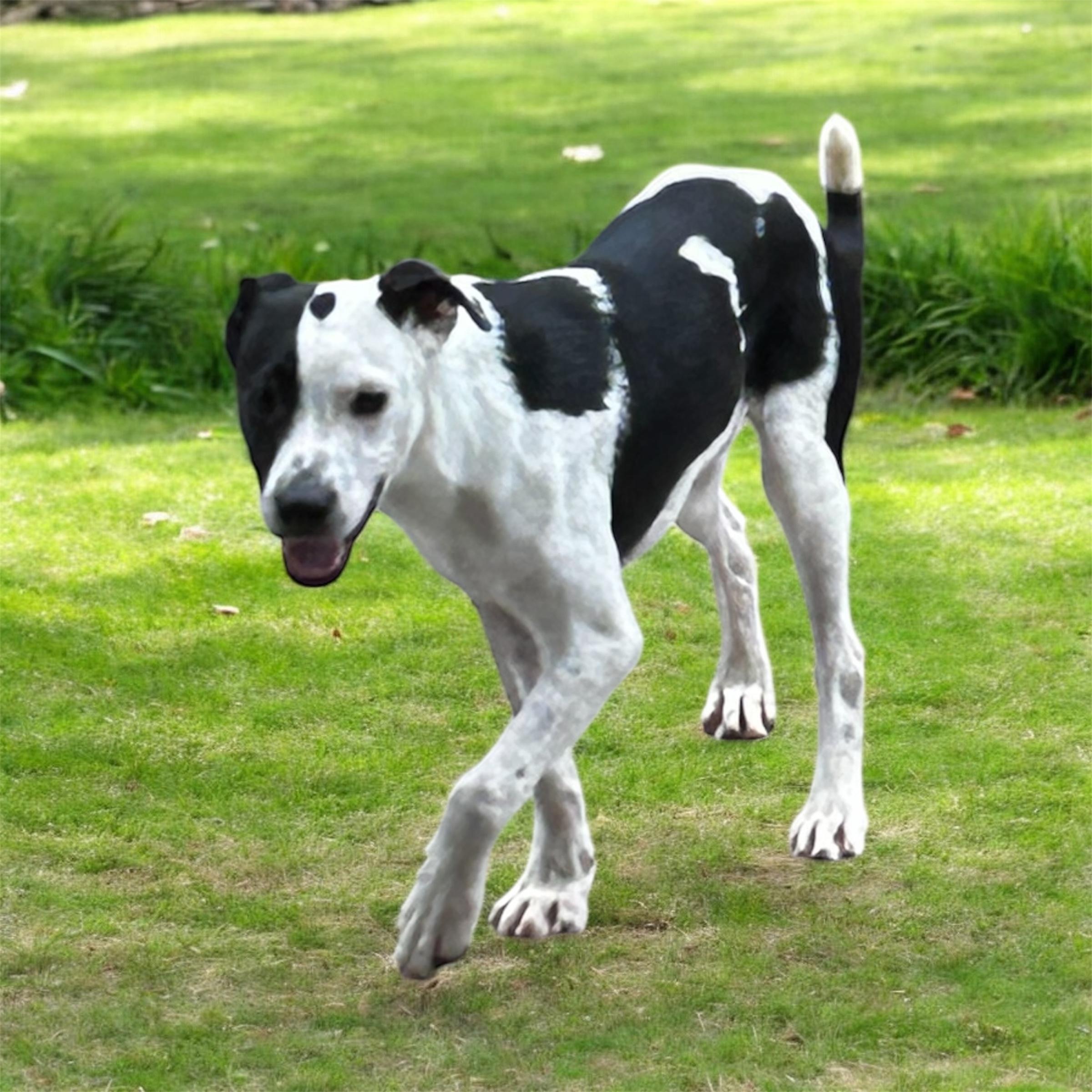 Enlarge Brie, a Adoptable mixed breed in Brownstown, IN image 3/5