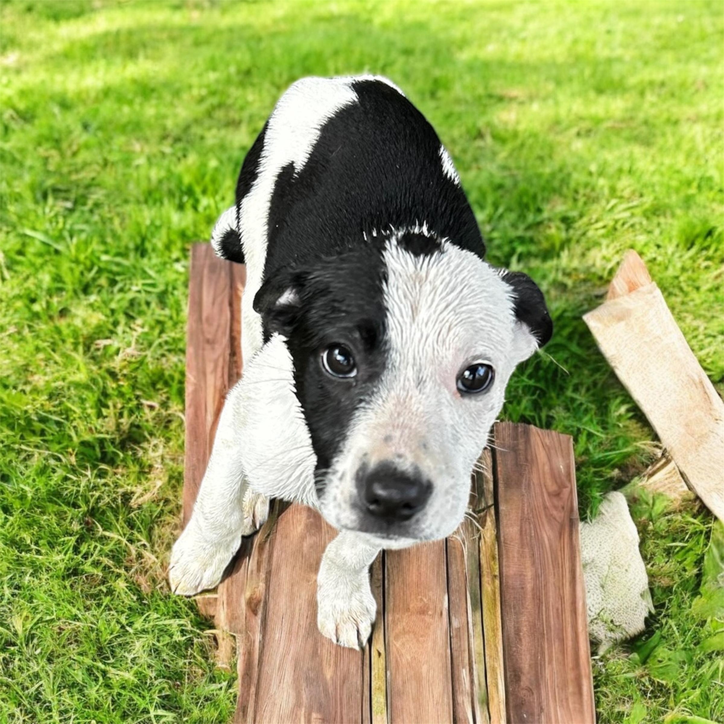 Brie, Baby Female unknown