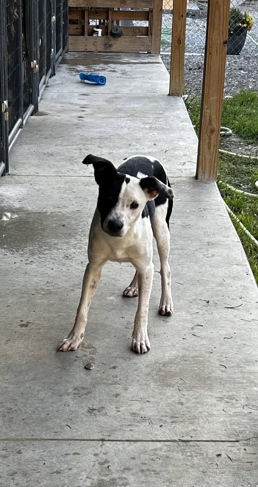 Enlarge Brie, a Adoptable mixed breed in Brownstown, IN image 1/5