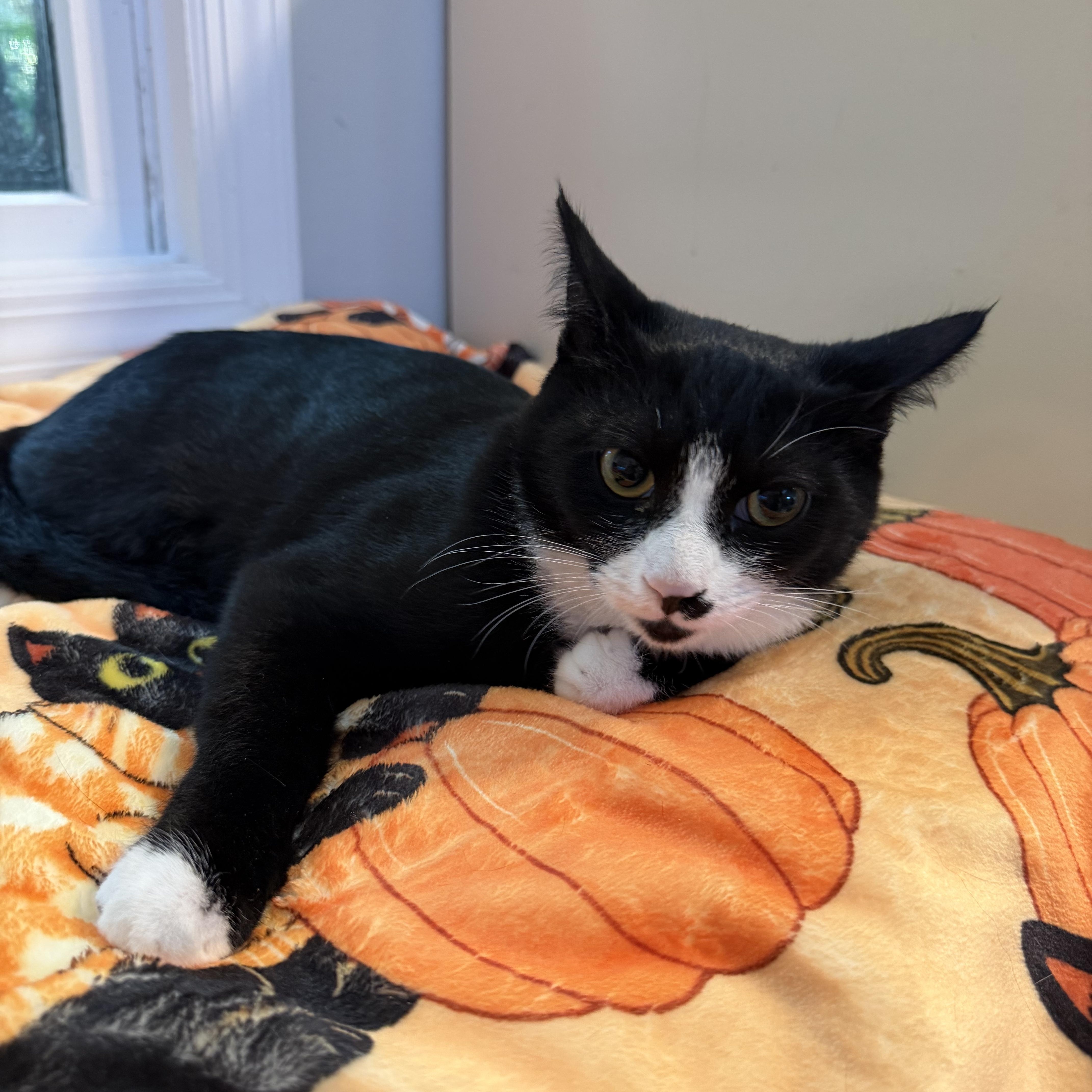 WADDLES, Adoptable, Kitten Male Domestic Short Hair.