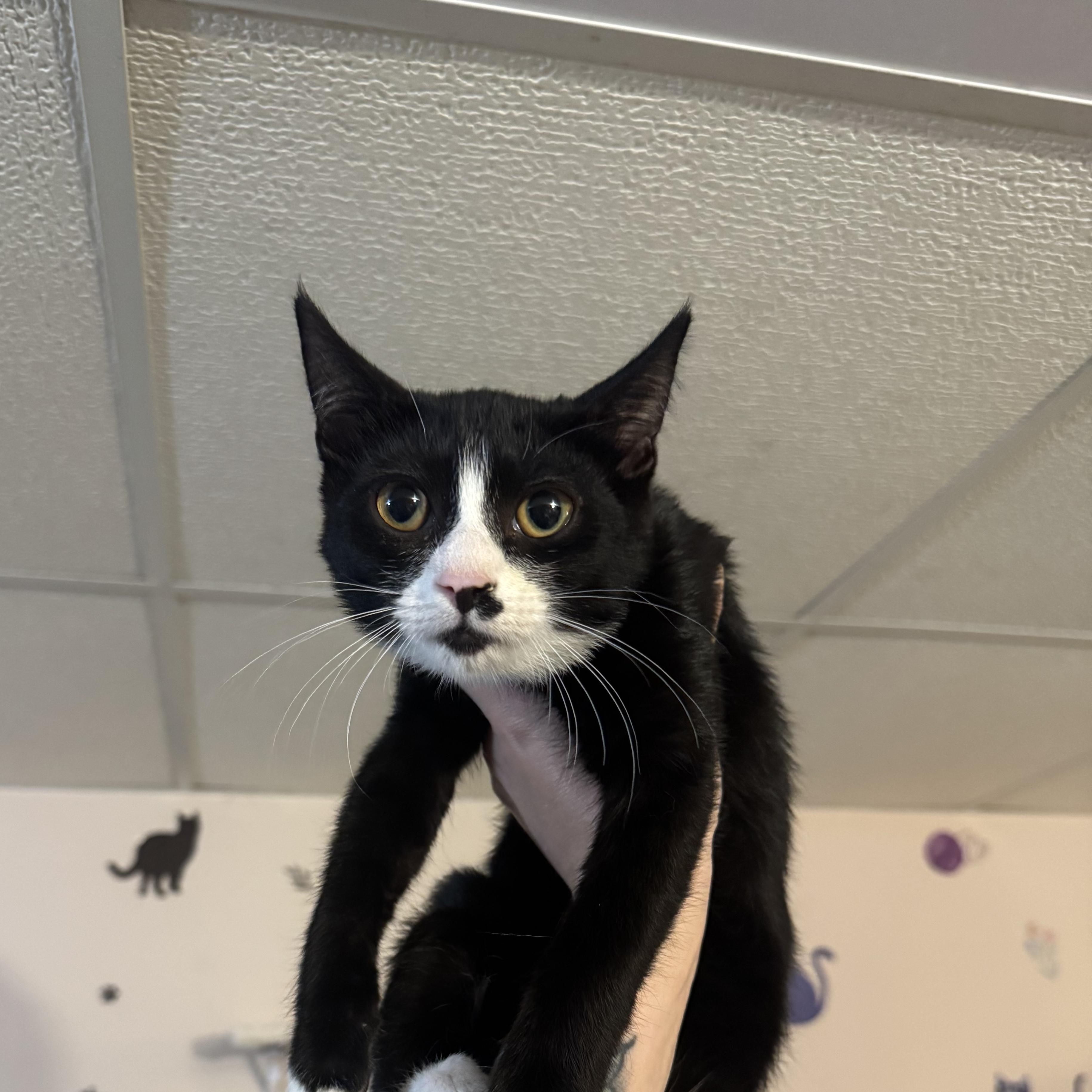 Enlarge WADDLES, a Adoptable Domestic Short Hair in Hamilton, NJ image 5/5