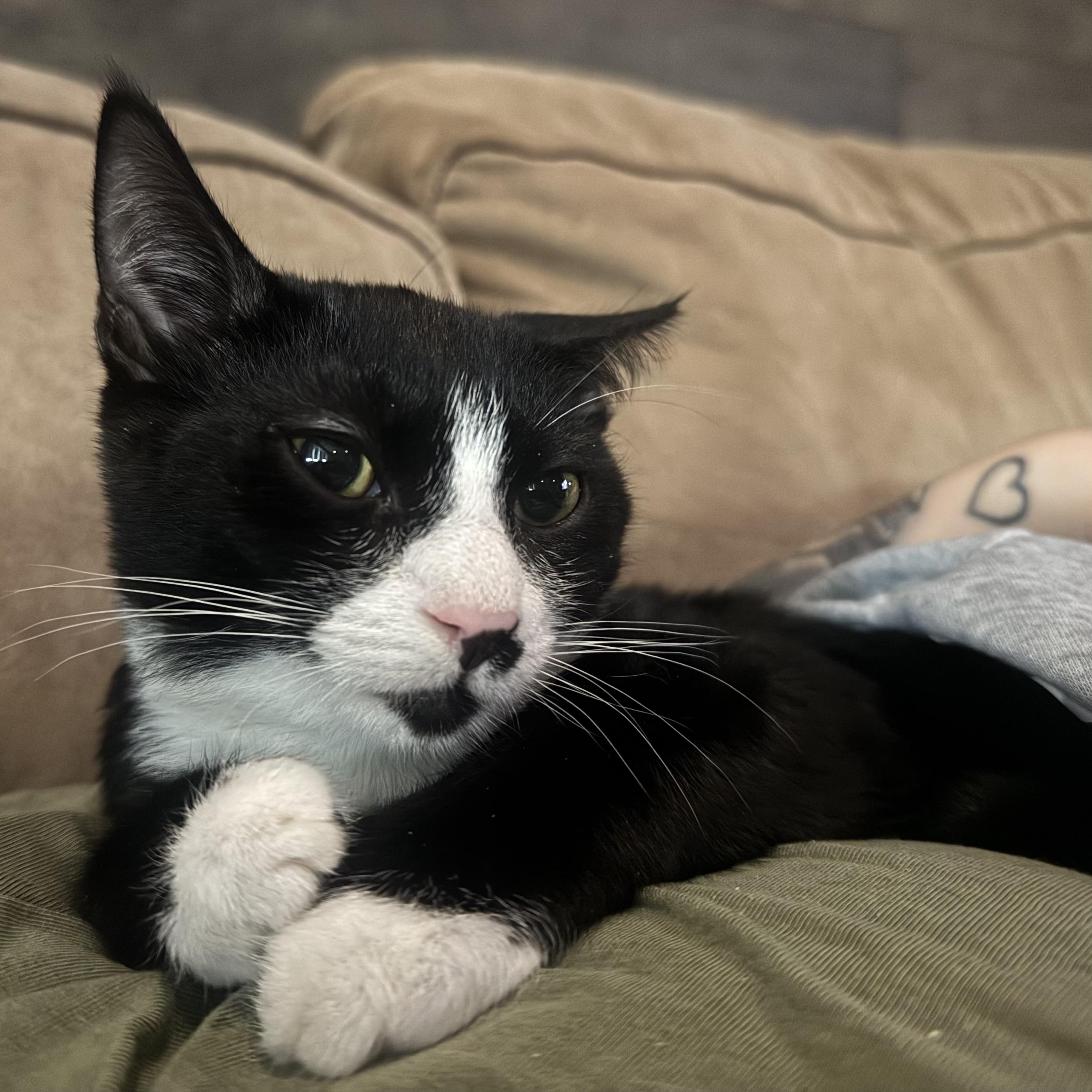 Enlarge WADDLES, a Adoptable Domestic Short Hair in Hamilton, NJ image 4/5