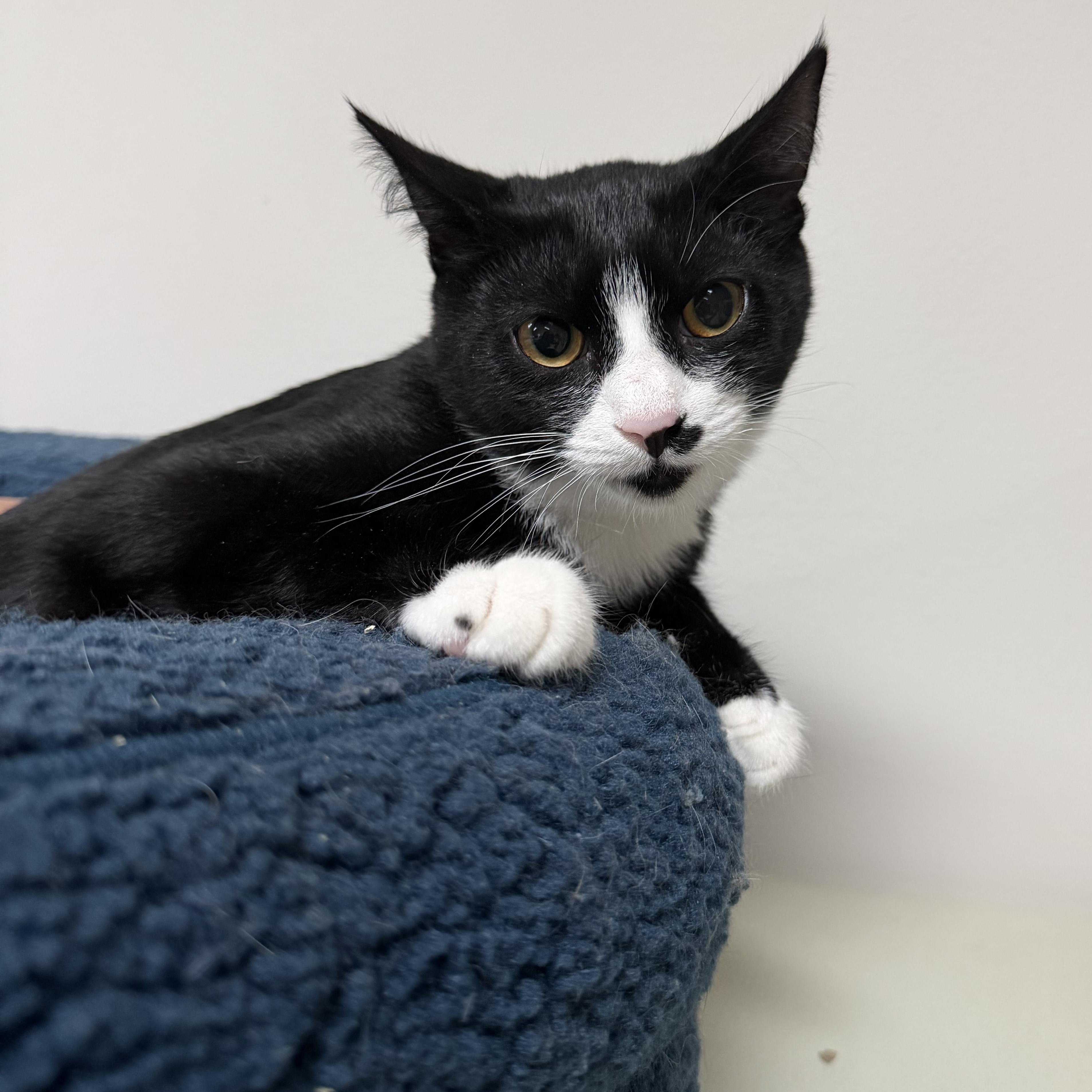 Enlarge WADDLES, a Adoptable Domestic Short Hair in Hamilton, NJ image 2/5
