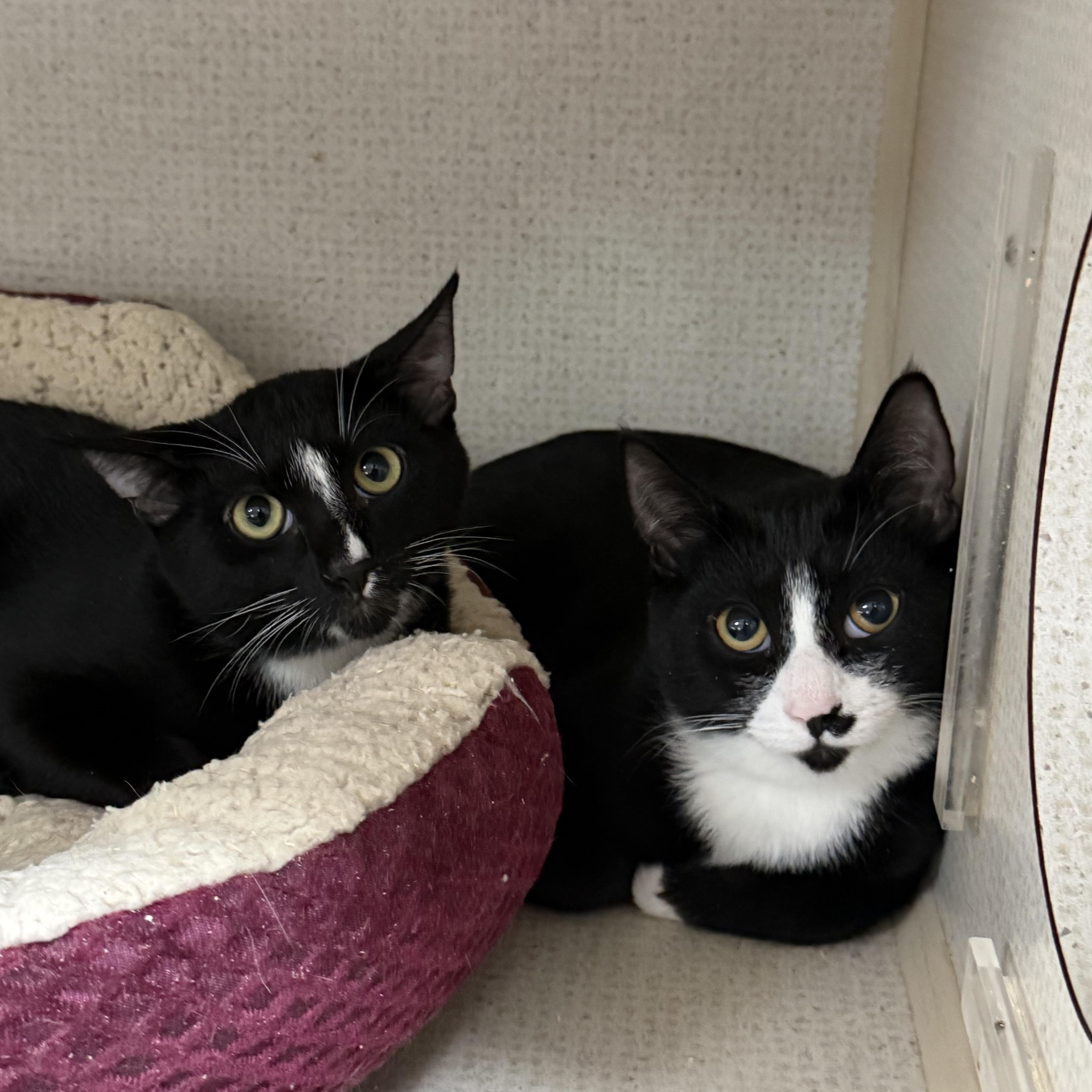 Enlarge WADDLES, a Adoptable Domestic Short Hair in Hamilton, NJ image 3/5