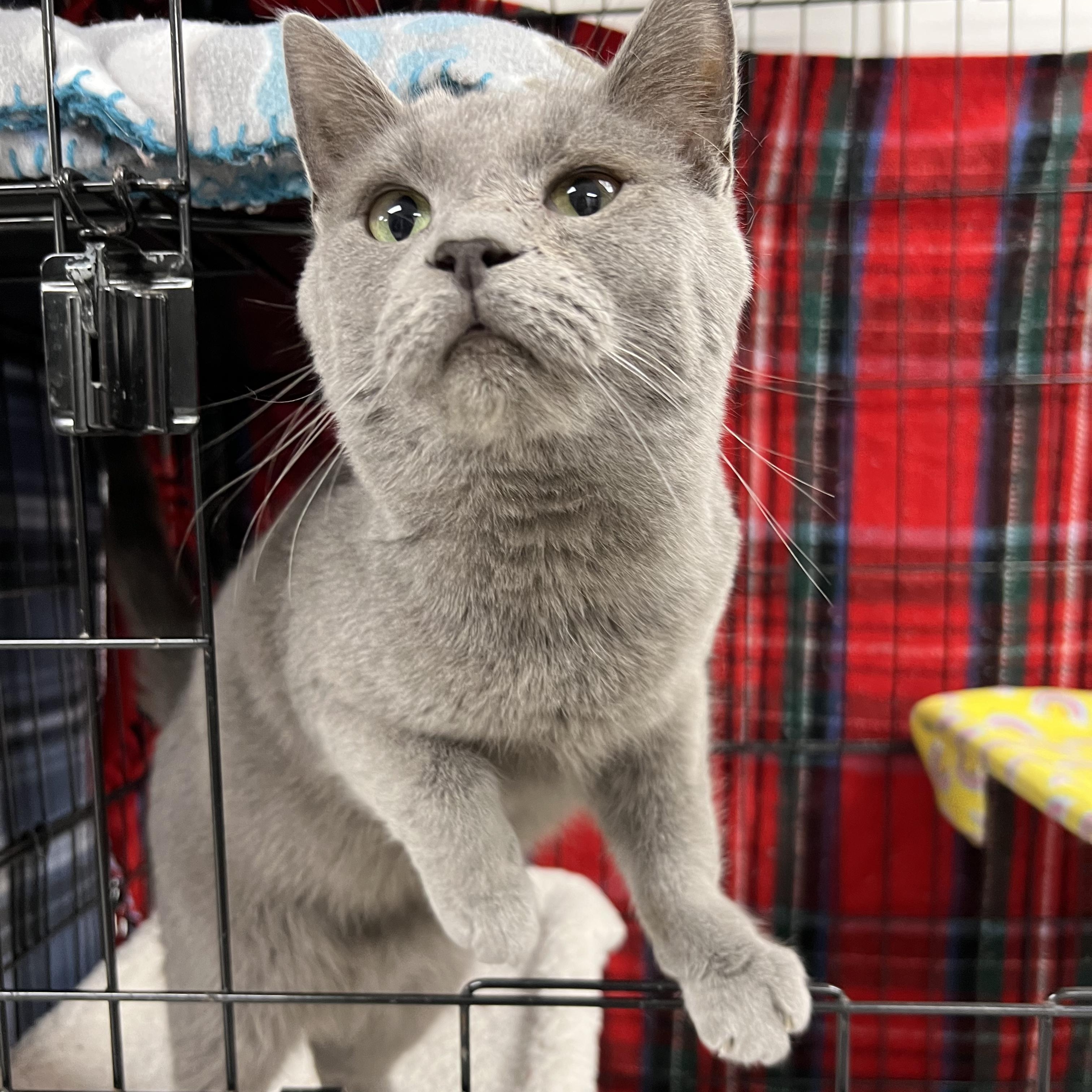 Enlarge Little Gray, a ADOPTABLE Russian Blue in Altoona, PA image 1/1