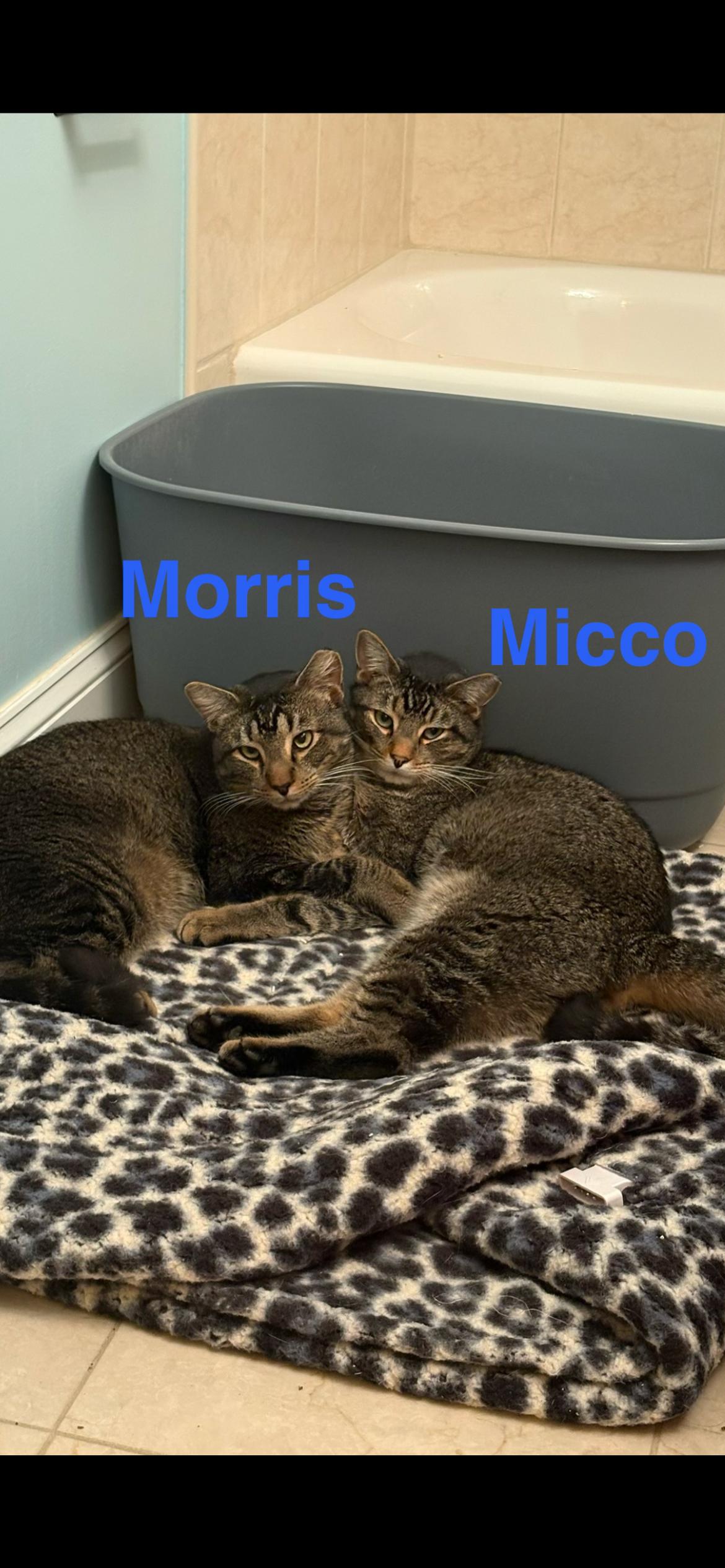 Enlarge MORRIS and MICCO , a ADOPTABLE Domestic Short Hair in Yardley, PA image 1/1