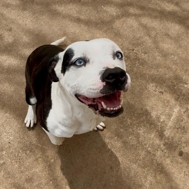 Carol, Adopted, Adult Female American Staffordshire Terrier.