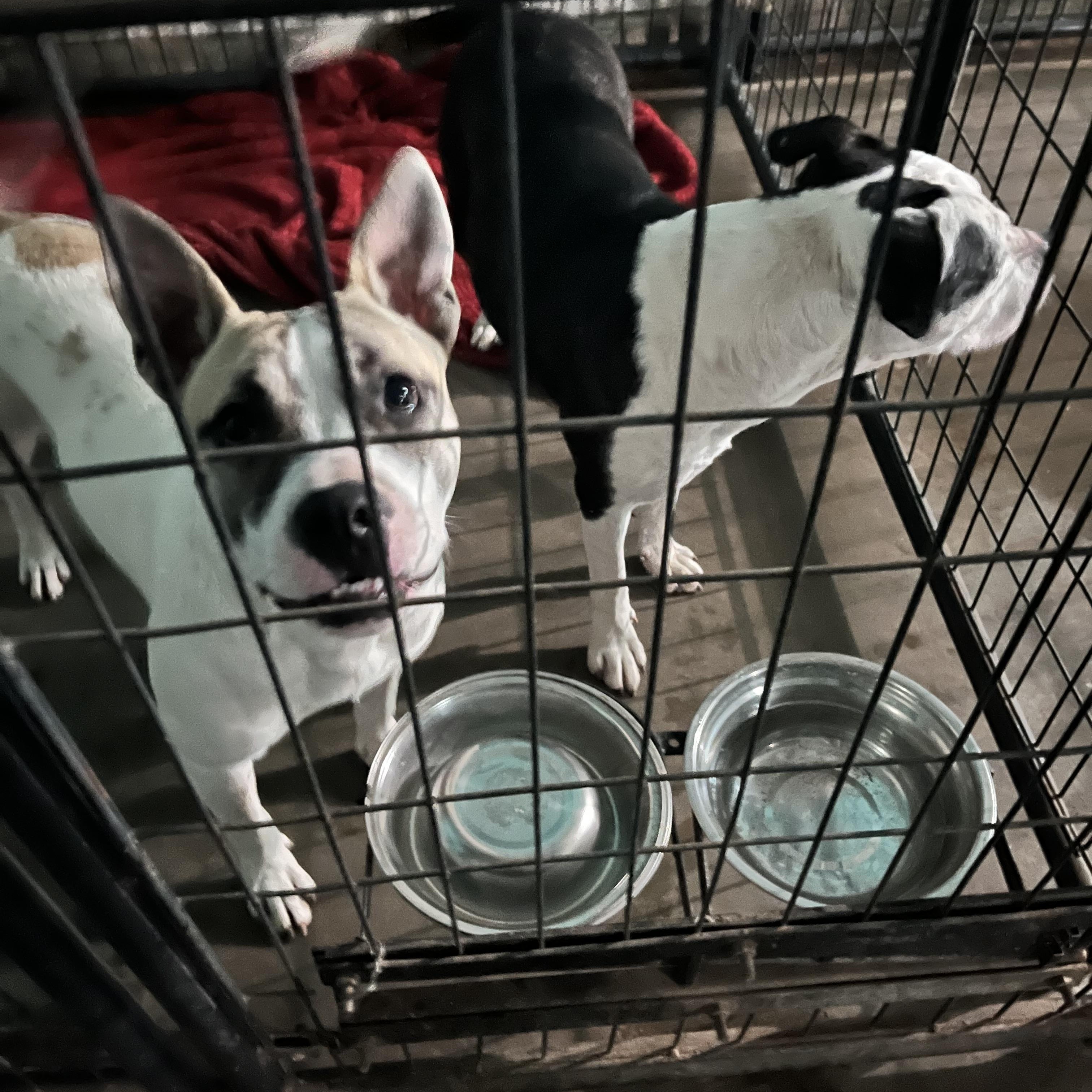 Enlarge Carol, a Adopted American Staffordshire Terrier in Cordell, OK image 2/5