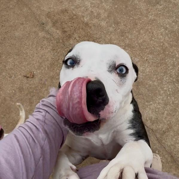 Enlarge Carol, a Adopted American Staffordshire Terrier in Cordell, OK image 3/5