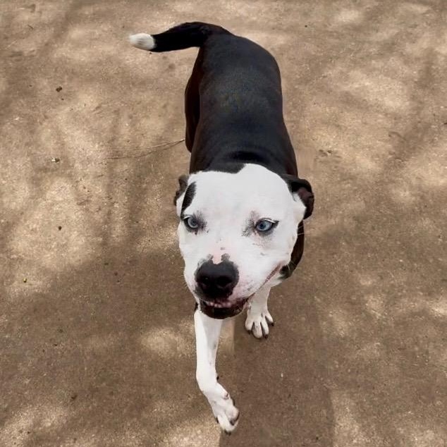 Enlarge Carol, a Adopted American Staffordshire Terrier in Cordell, OK image 5/5