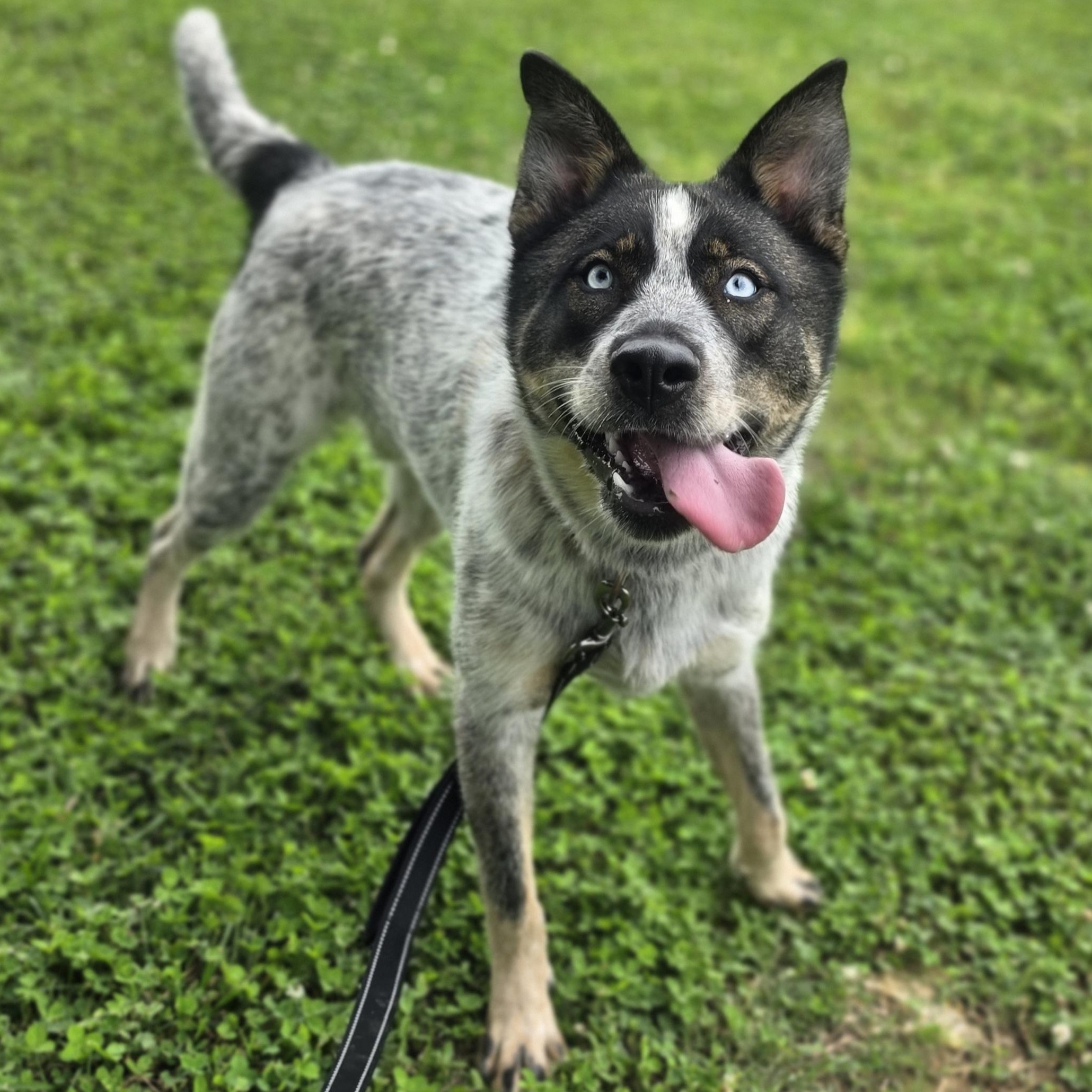 Beanbag, a ADOPTABLE mixed breed in Lowell, AR image 4/6