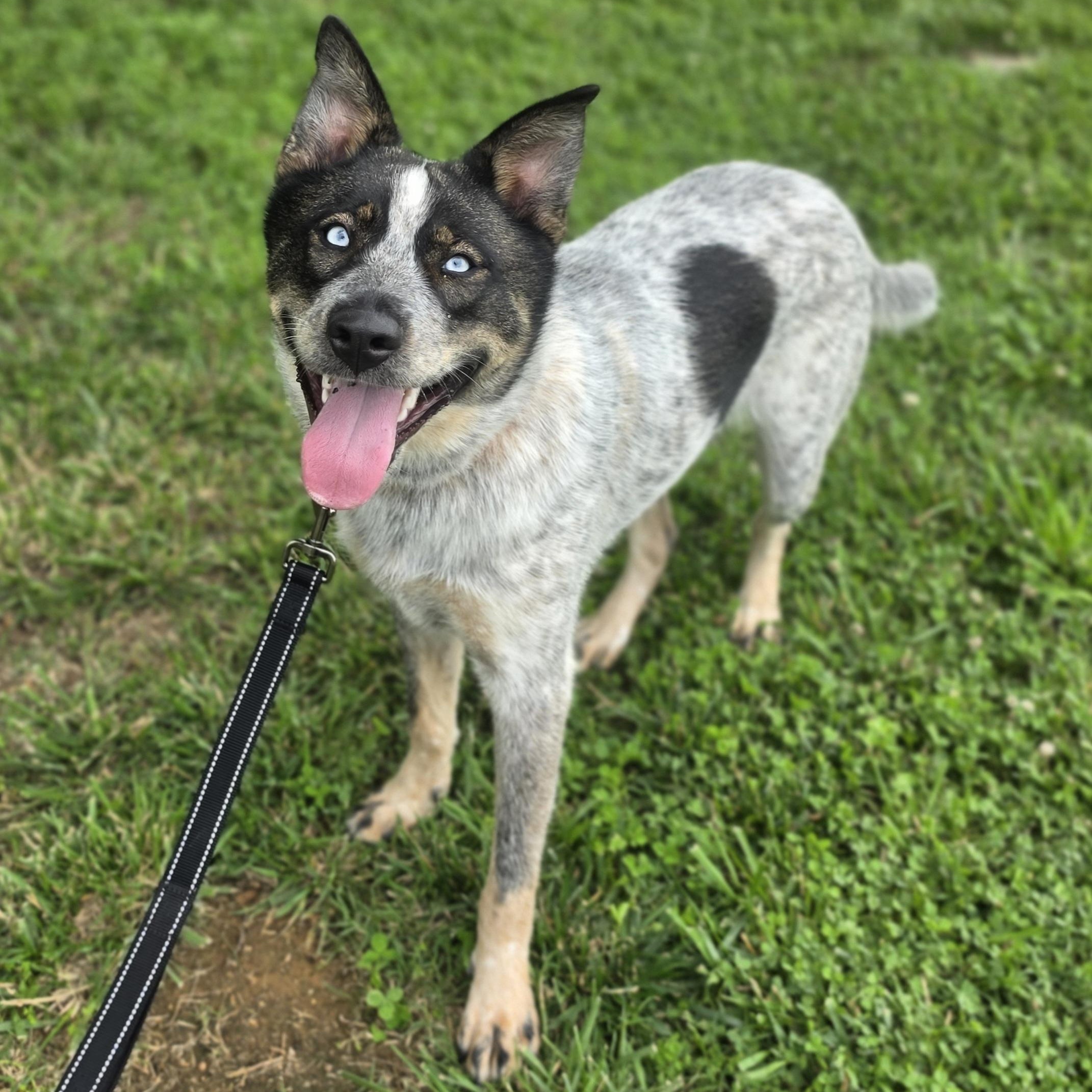 Beanbag, a ADOPTABLE mixed breed in Lowell, AR image 3/6
