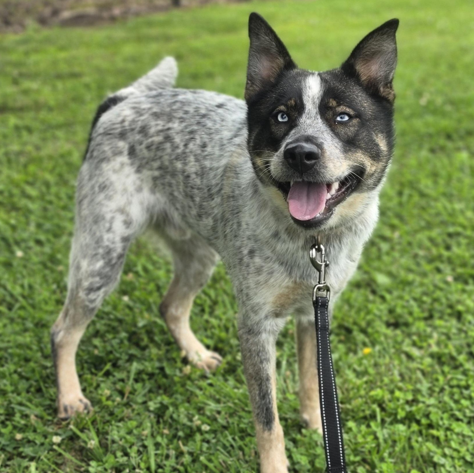 Beanbag, a ADOPTABLE mixed breed in Lowell, AR image 2/6
