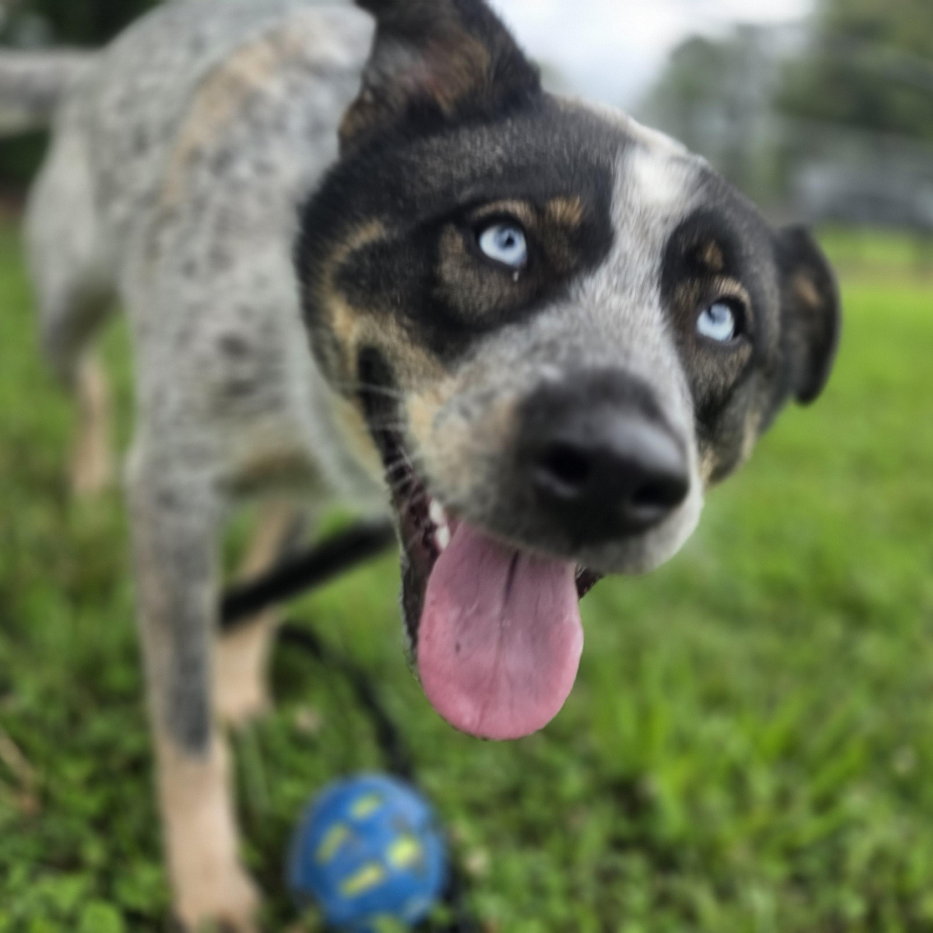 Beanbag, a ADOPTABLE mixed breed in Lowell, AR image 5/6