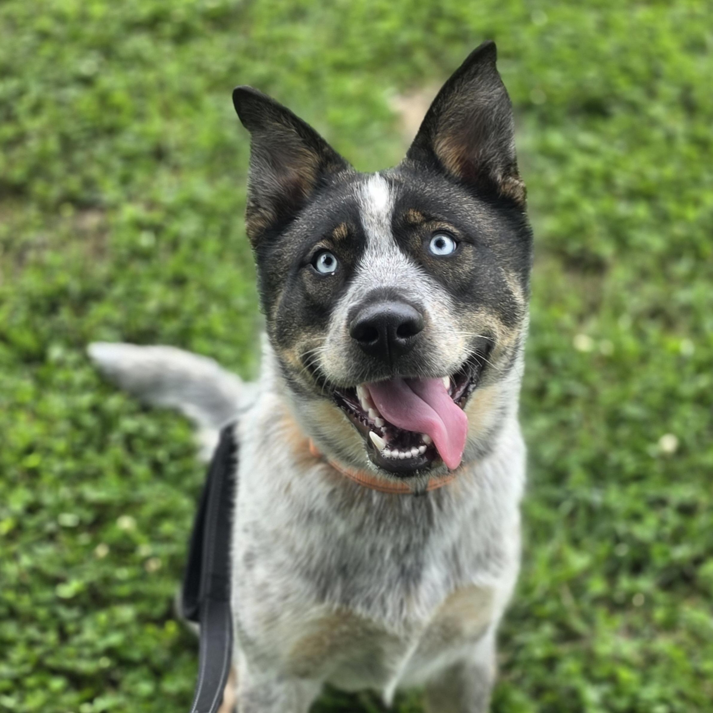 Beanbag, ADOPTABLE, Young Male Australian Cattle Dog / Blue Heeler.