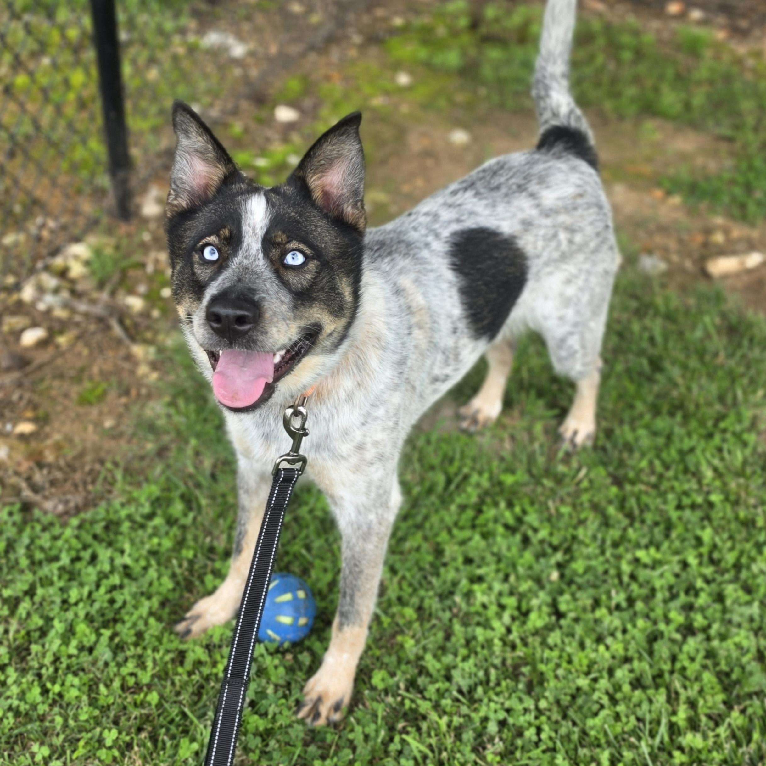 Beanbag, a ADOPTABLE mixed breed in Lowell, AR image 6/6
