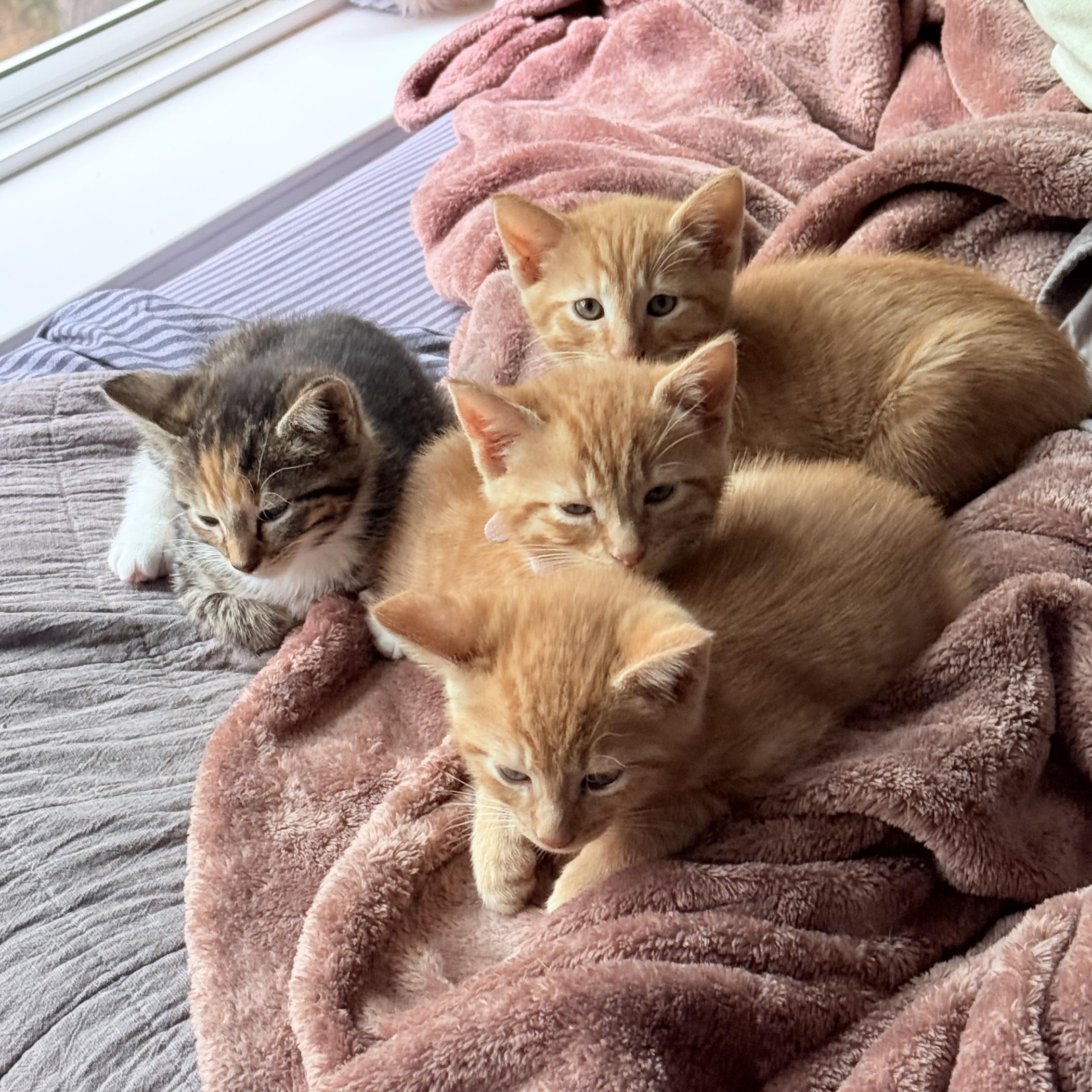 Pepper and Saffron, an adopted Domestic Short Hair in Hopkinton, MA image 4/4