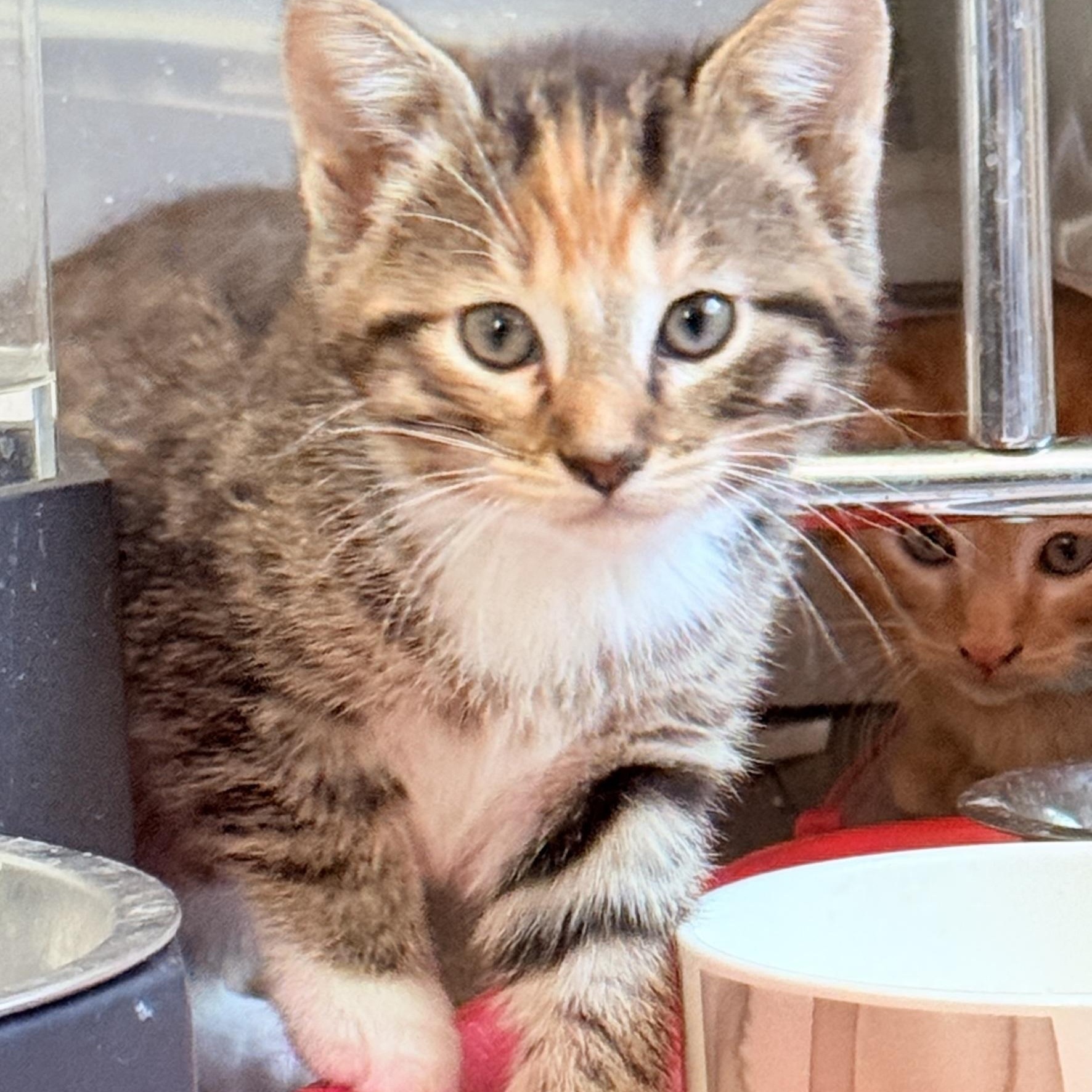 Pepper and Saffron, adopted, Kitten Male Domestic Short Hair.