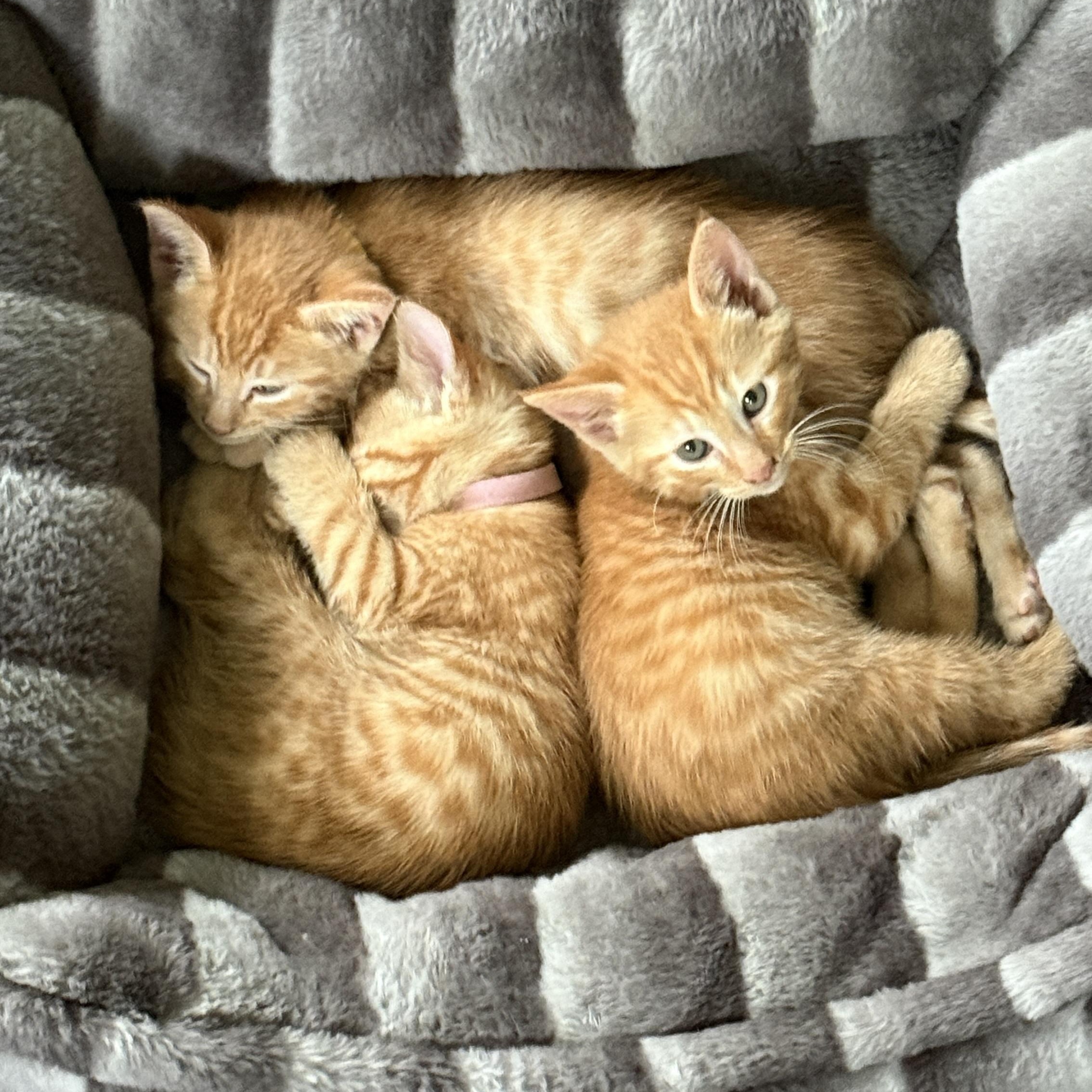 Pepper and Saffron, an adopted Domestic Short Hair in Hopkinton, MA image 3/4
