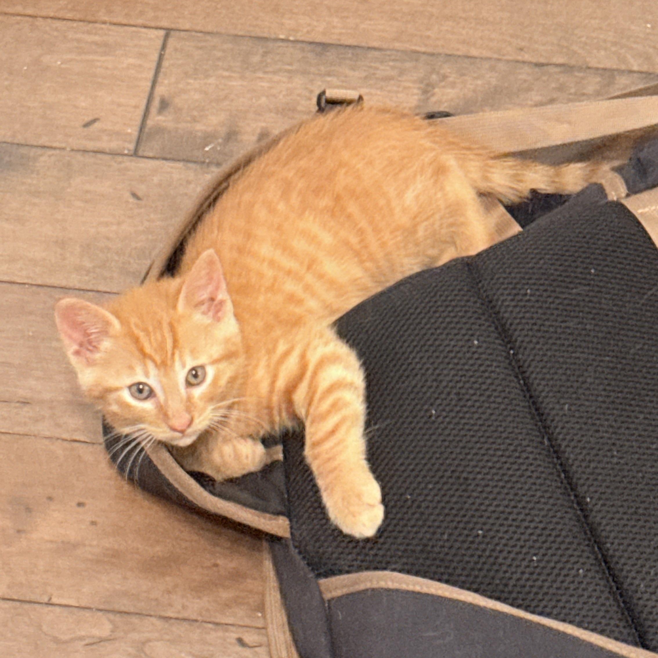 Pepper and Saffron, an adopted Domestic Short Hair in Hopkinton, MA image 2/4