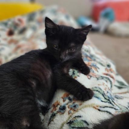 Selah, Adoptable, Kitten Female Domestic Short Hair.