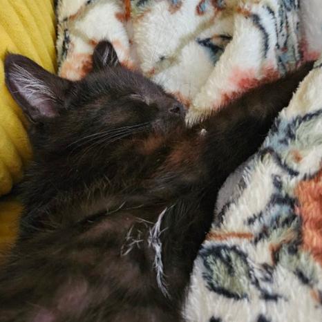Enlarge Selah, a Adoptable Domestic Short Hair in Coralville, IA image 2/2
