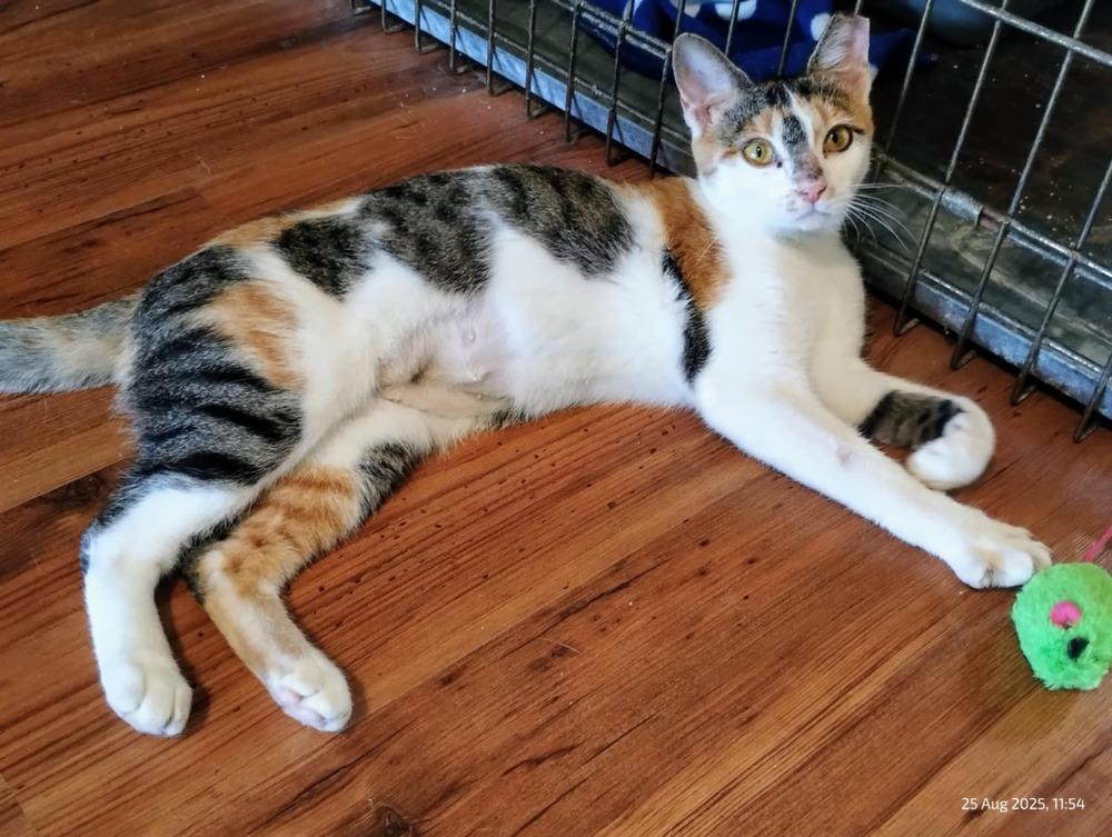 Piper, Adoptable, Adult Female Domestic Short Hair.