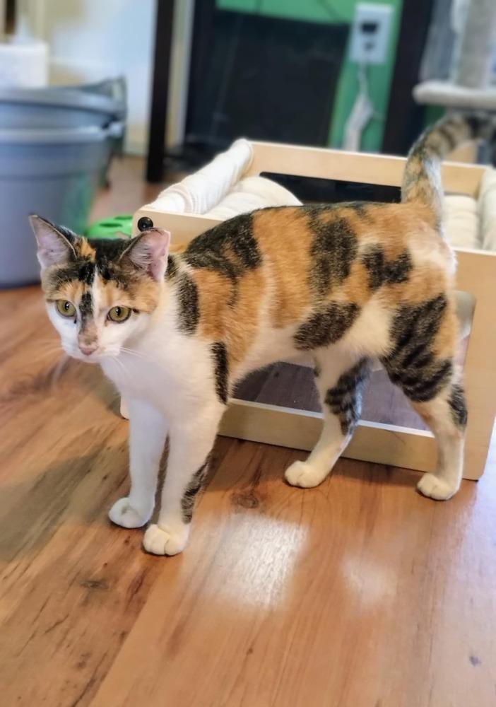 Enlarge Piper, a Adoptable mixed breed in WARNER ROBINS, GA image 2/4