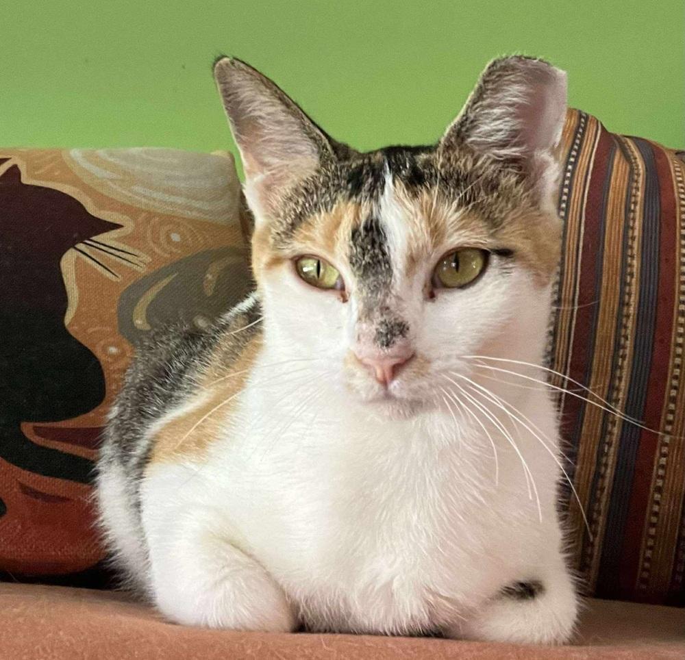 Enlarge Piper, a Adoptable mixed breed in WARNER ROBINS, GA image 3/4