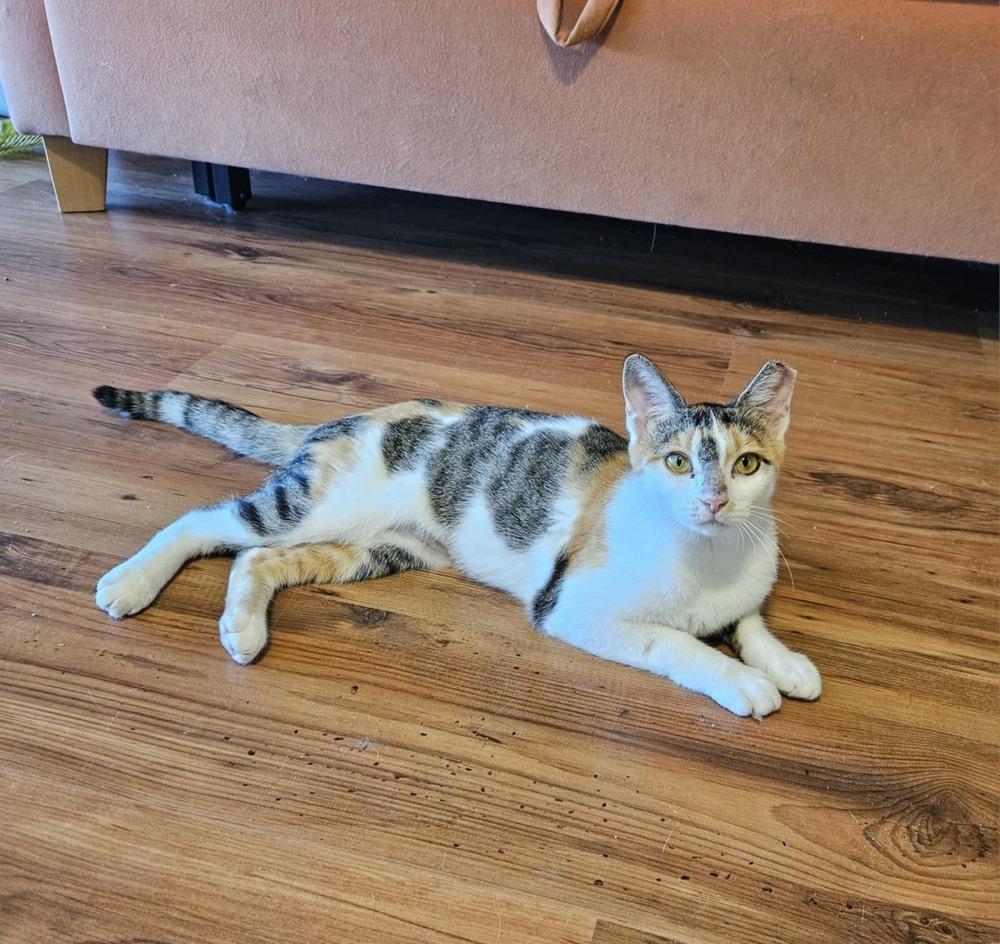 Enlarge Piper, a Adoptable mixed breed in WARNER ROBINS, GA image 4/4