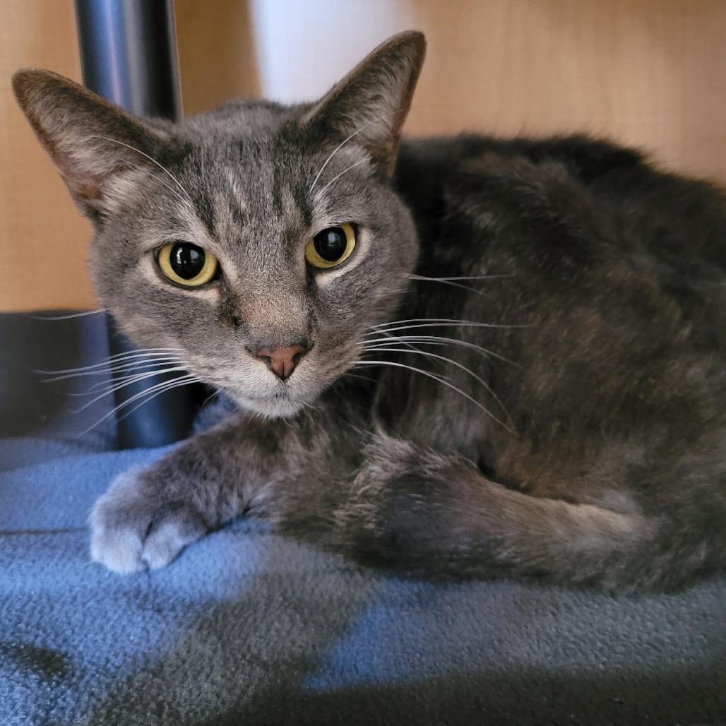 Slick, Adoptable, Adult Male Domestic Short Hair.