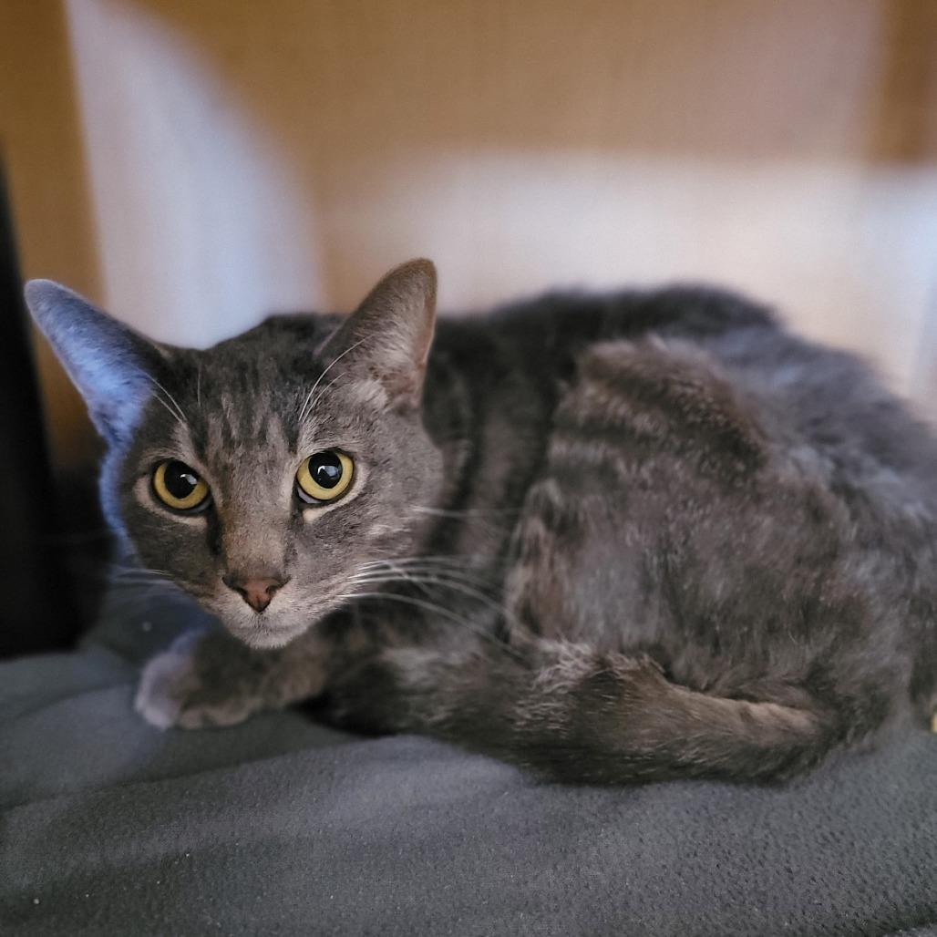 Enlarge Slick, a Adoptable Domestic Short Hair in Chesapeake, VA image 2/2
