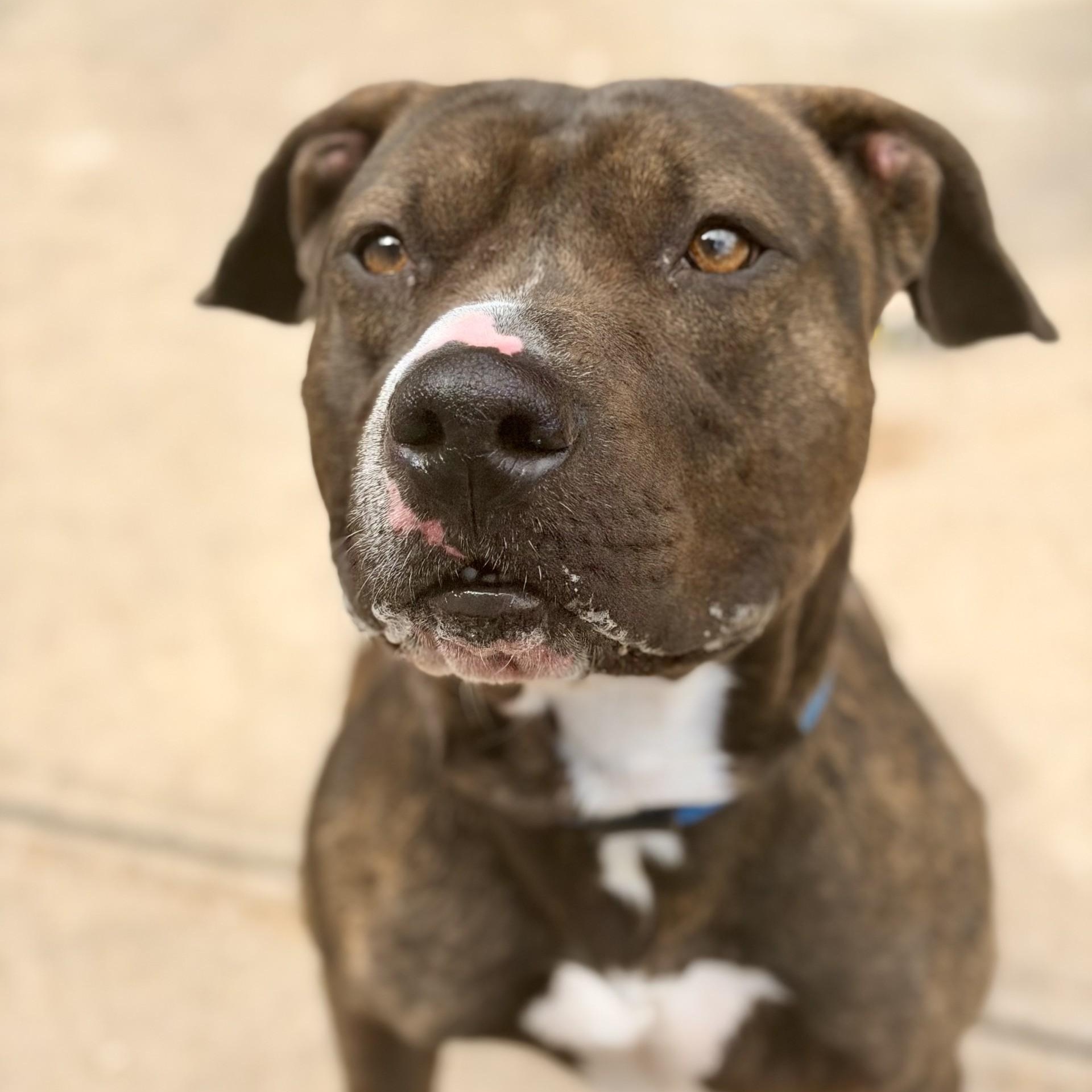 Enlarge Ares, a Adopted Pit Bull Terrier in Manahawkin, NJ image 2/2