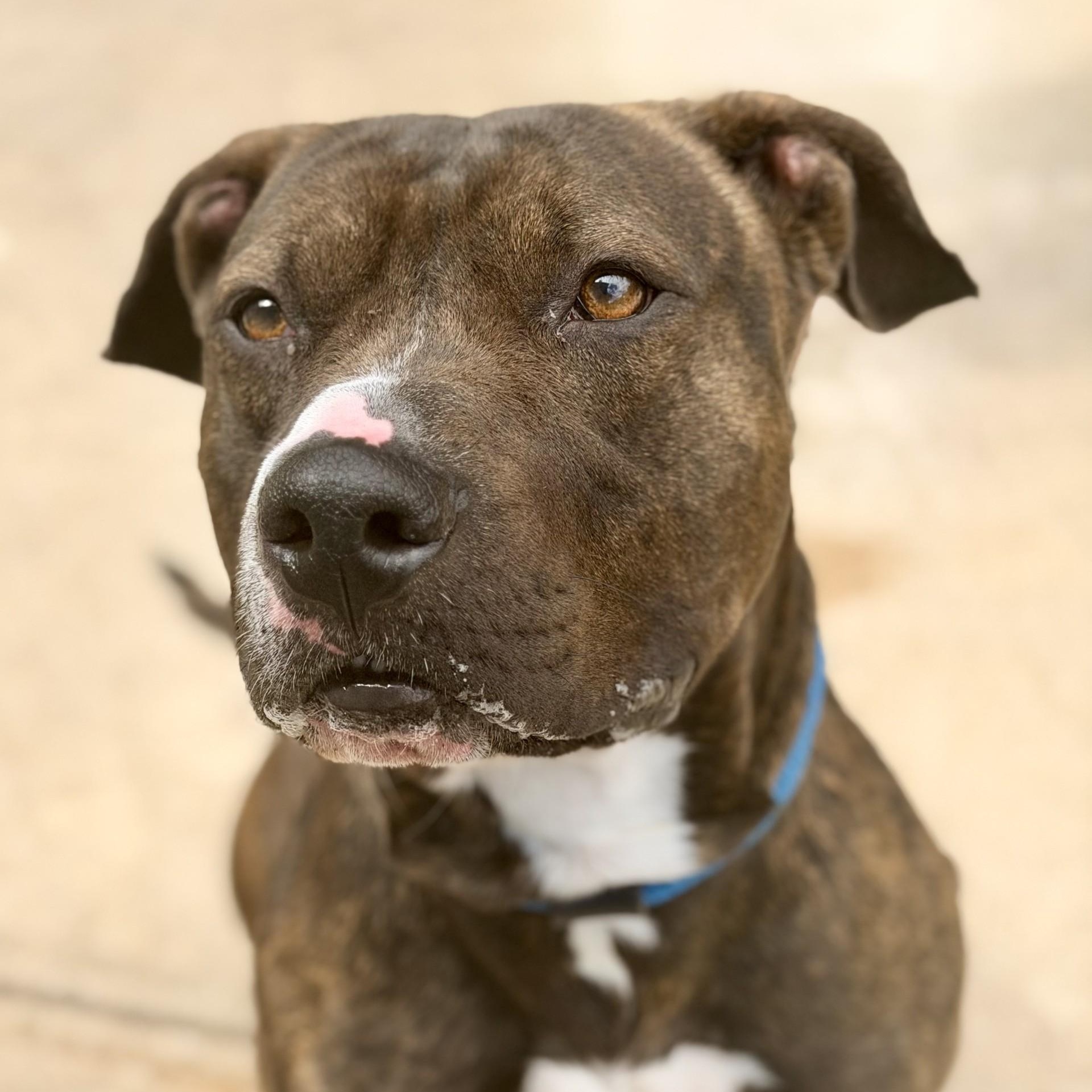 Enlarge Ares, a Adopted Pit Bull Terrier in Manahawkin, NJ image 1/2