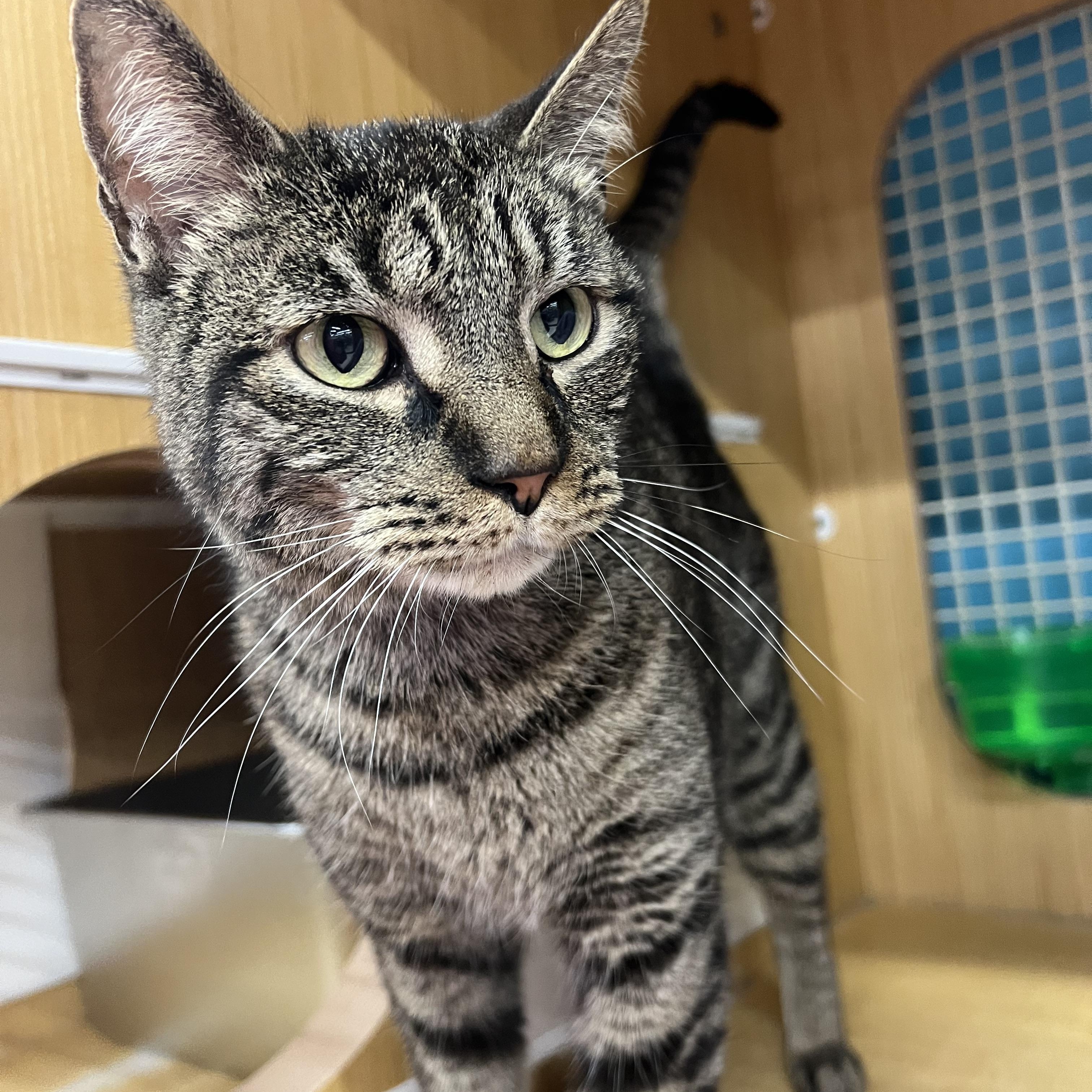 Benny, ADOPTABLE, Adult Male Domestic Short Hair.