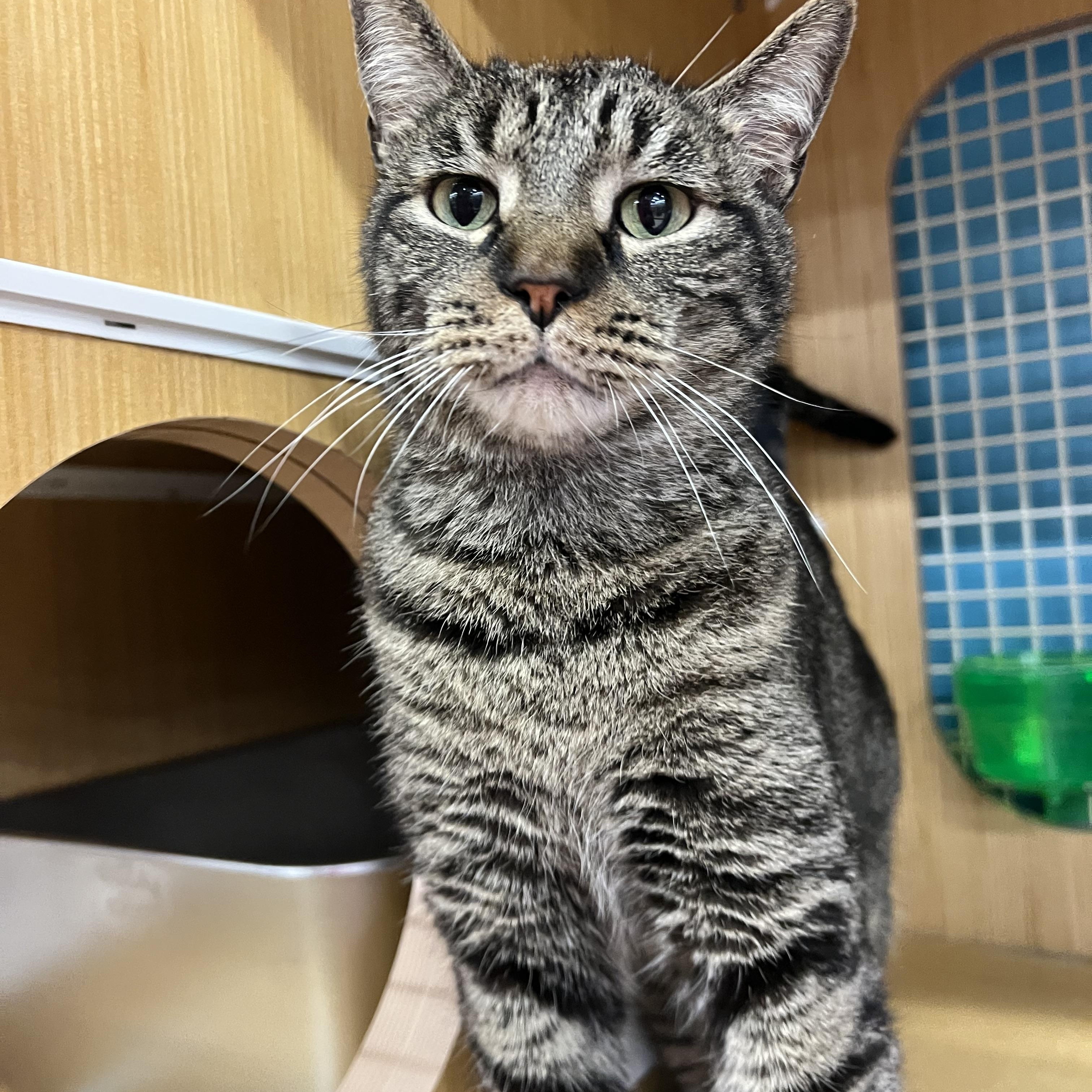 Benny, a ADOPTABLE Domestic Short Hair in Manhattan, KS image 2/2