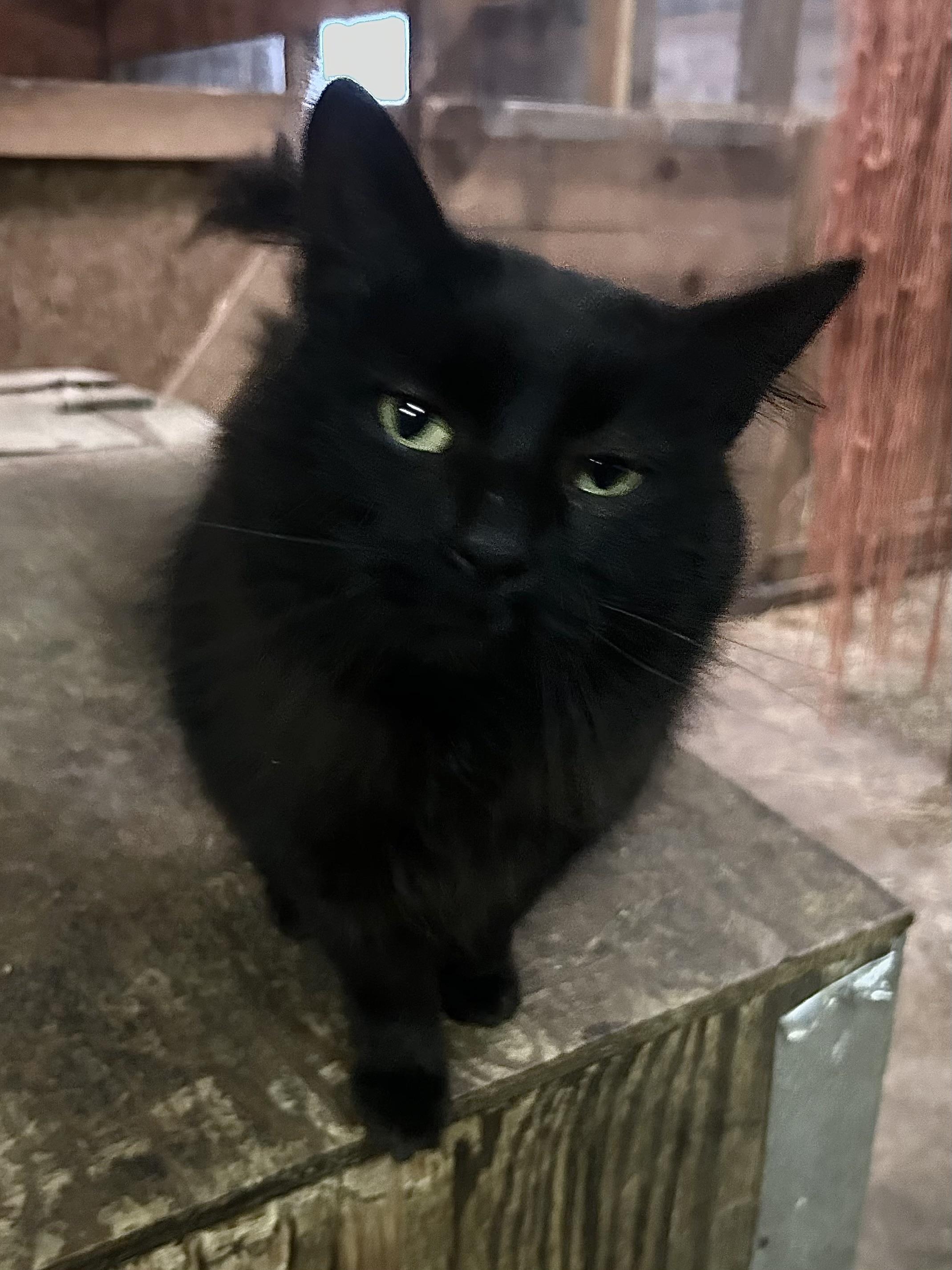 Enlarge Frank, a Adoptable Domestic Medium Hair in Shelby Township, MI image 1/1