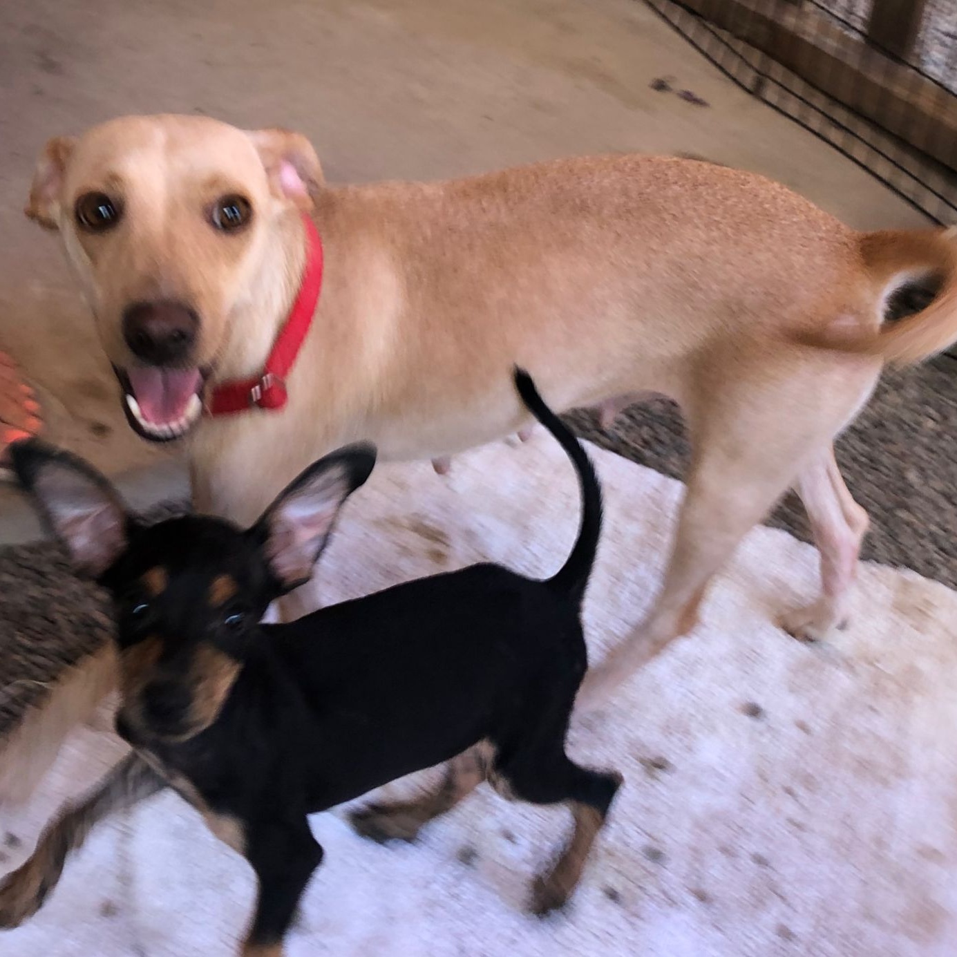 Duquesa, a Adoptable Mixed Breed in Las Jarretaderas, NAY image 6/6