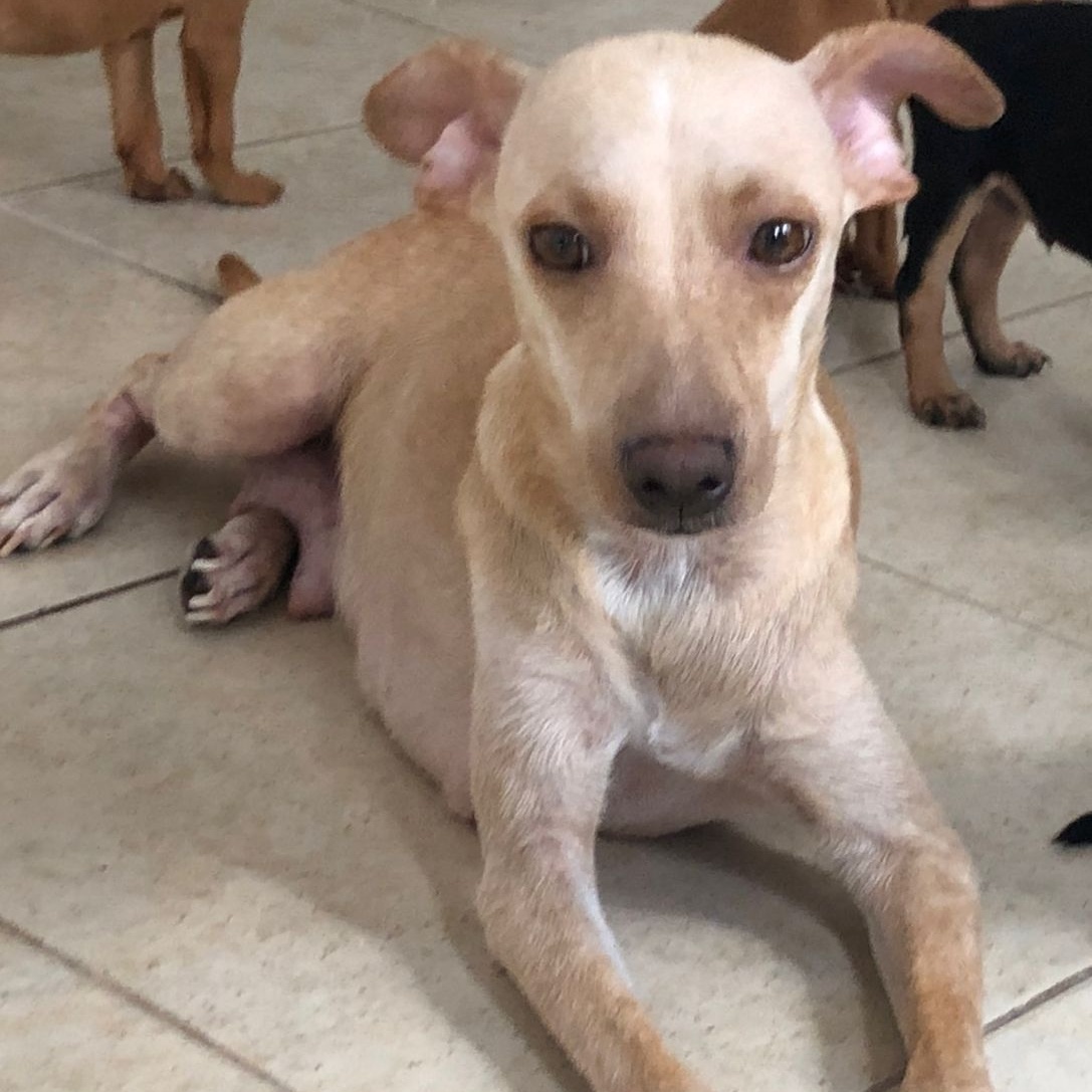 Duquesa, a Adoptable Mixed Breed in Las Jarretaderas, NAY image 5/6