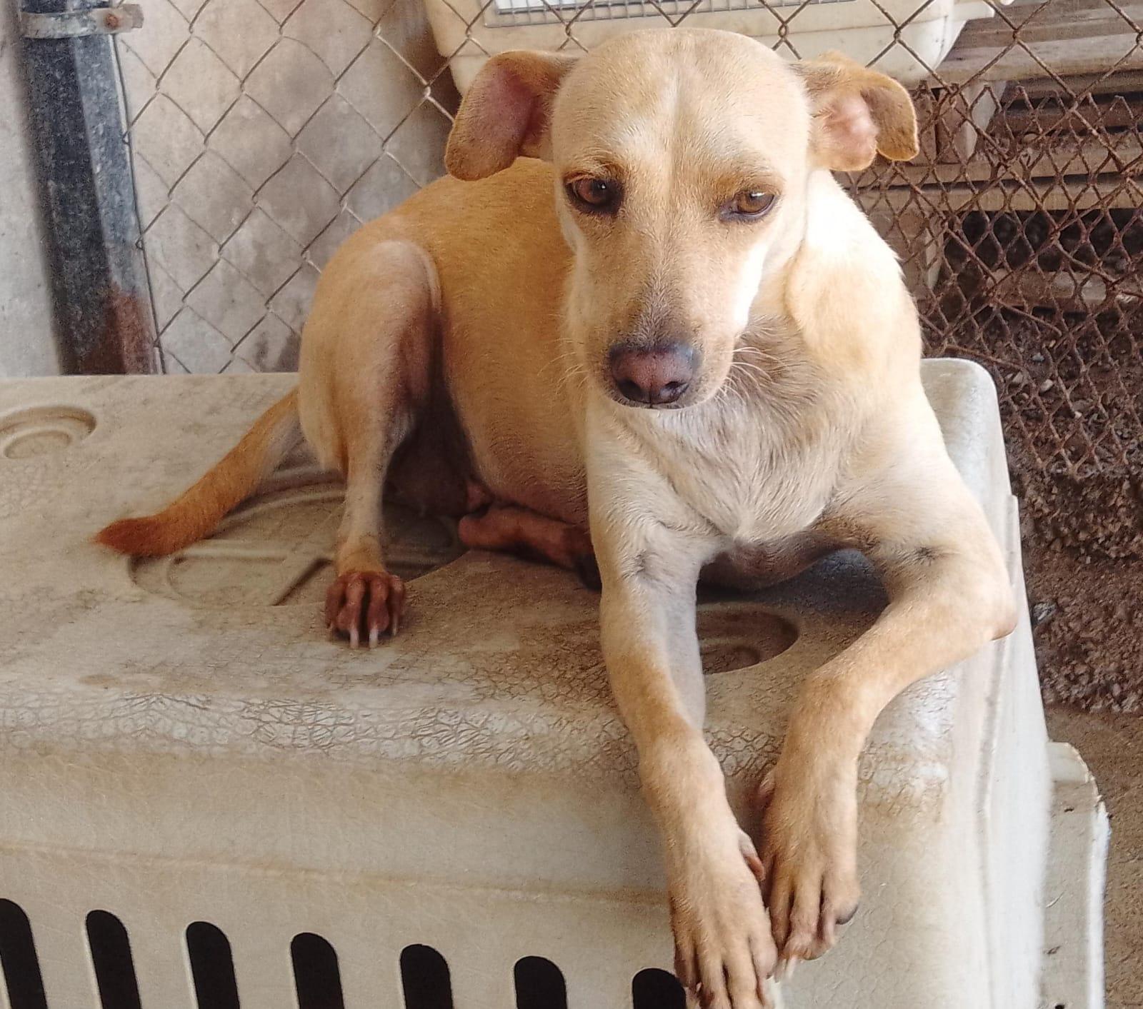 Duquesa, an adoptable Mixed Breed in Las Jarretaderas, NAY, 63735 | Photo Image 6