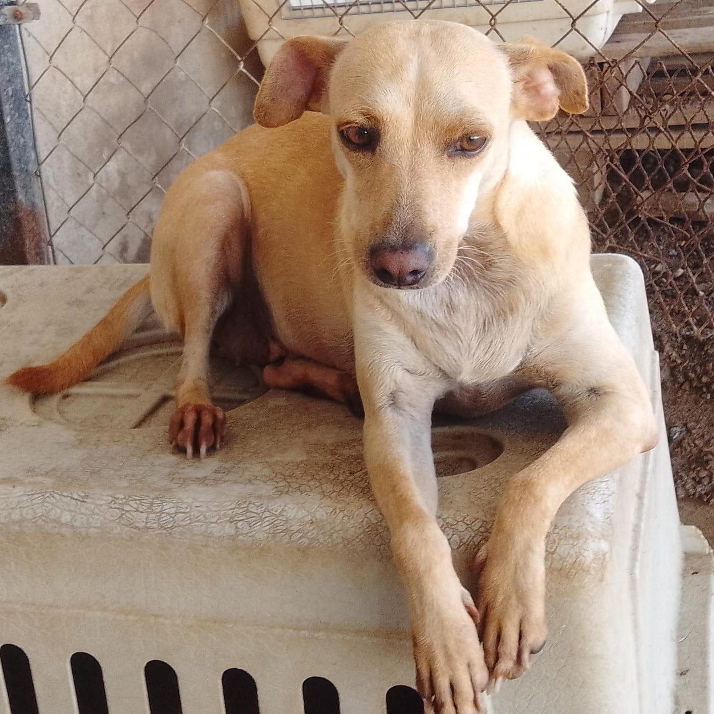 Duquesa, a Adoptable Mixed Breed in Las Jarretaderas, NAY image 2/6