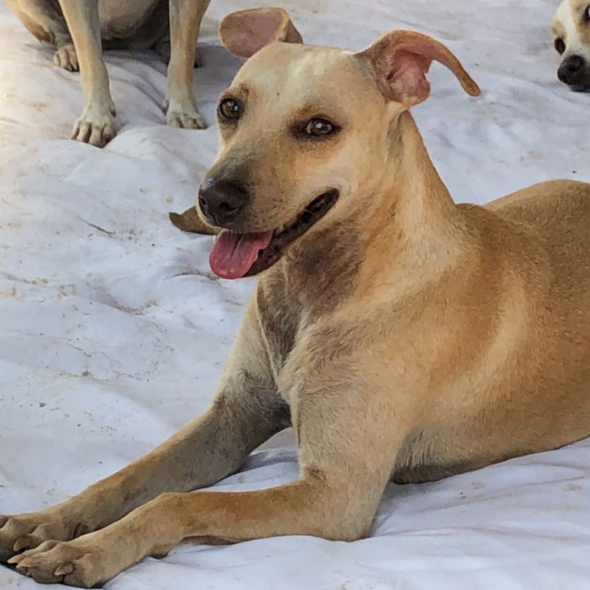 Duquesa, a Adoptable Mixed Breed in Las Jarretaderas, NAY image 4/6