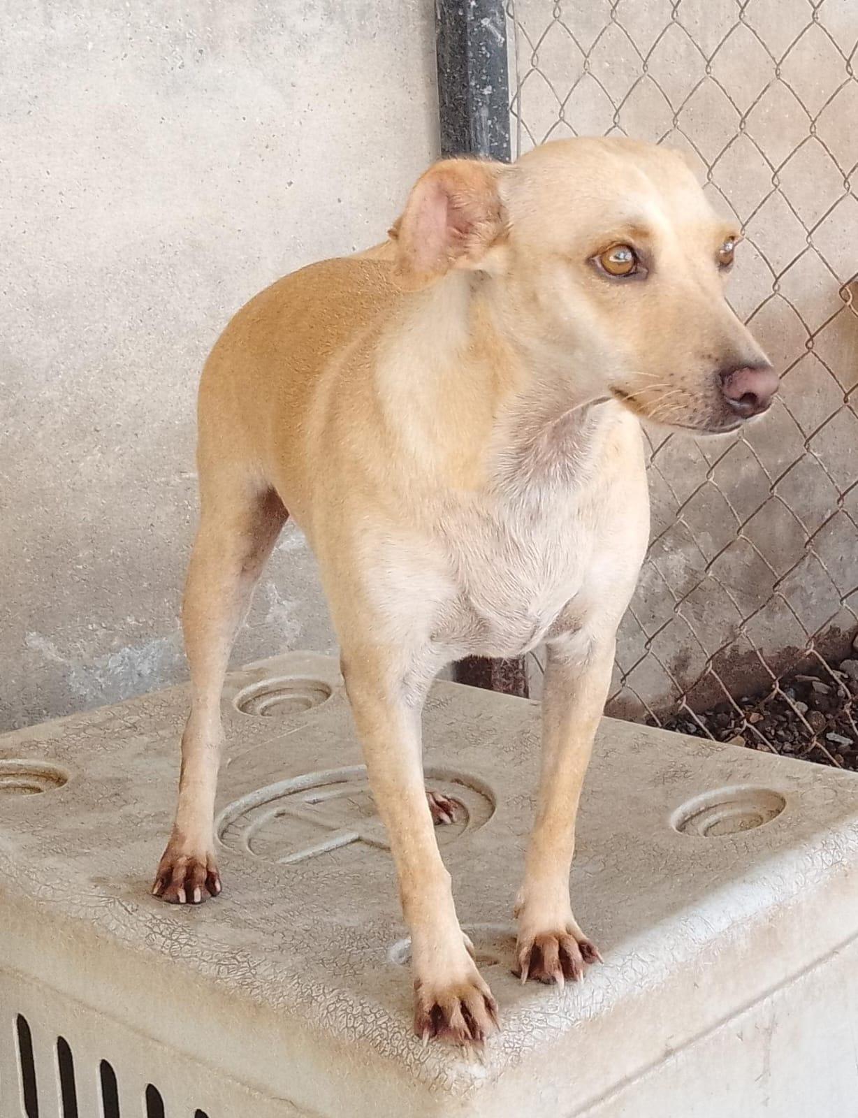 Duquesa, an adoptable Mixed Breed in Las Jarretaderas, NAY, 63735 | Photo Image 4
