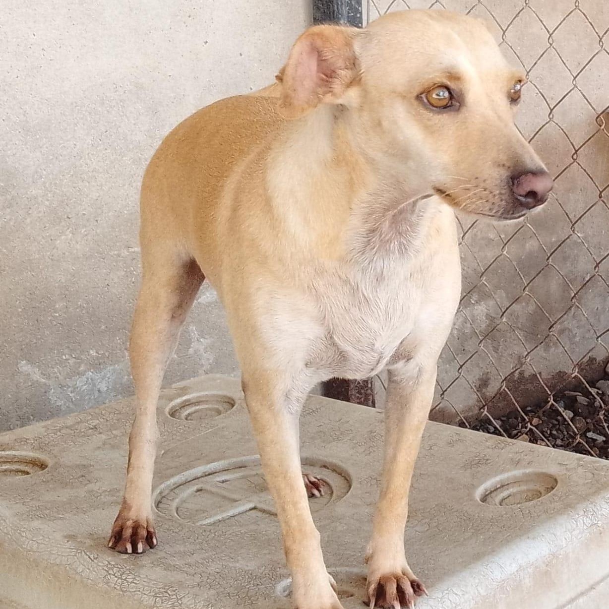 Duquesa, a Adoptable Mixed Breed in Las Jarretaderas, NAY image 3/6