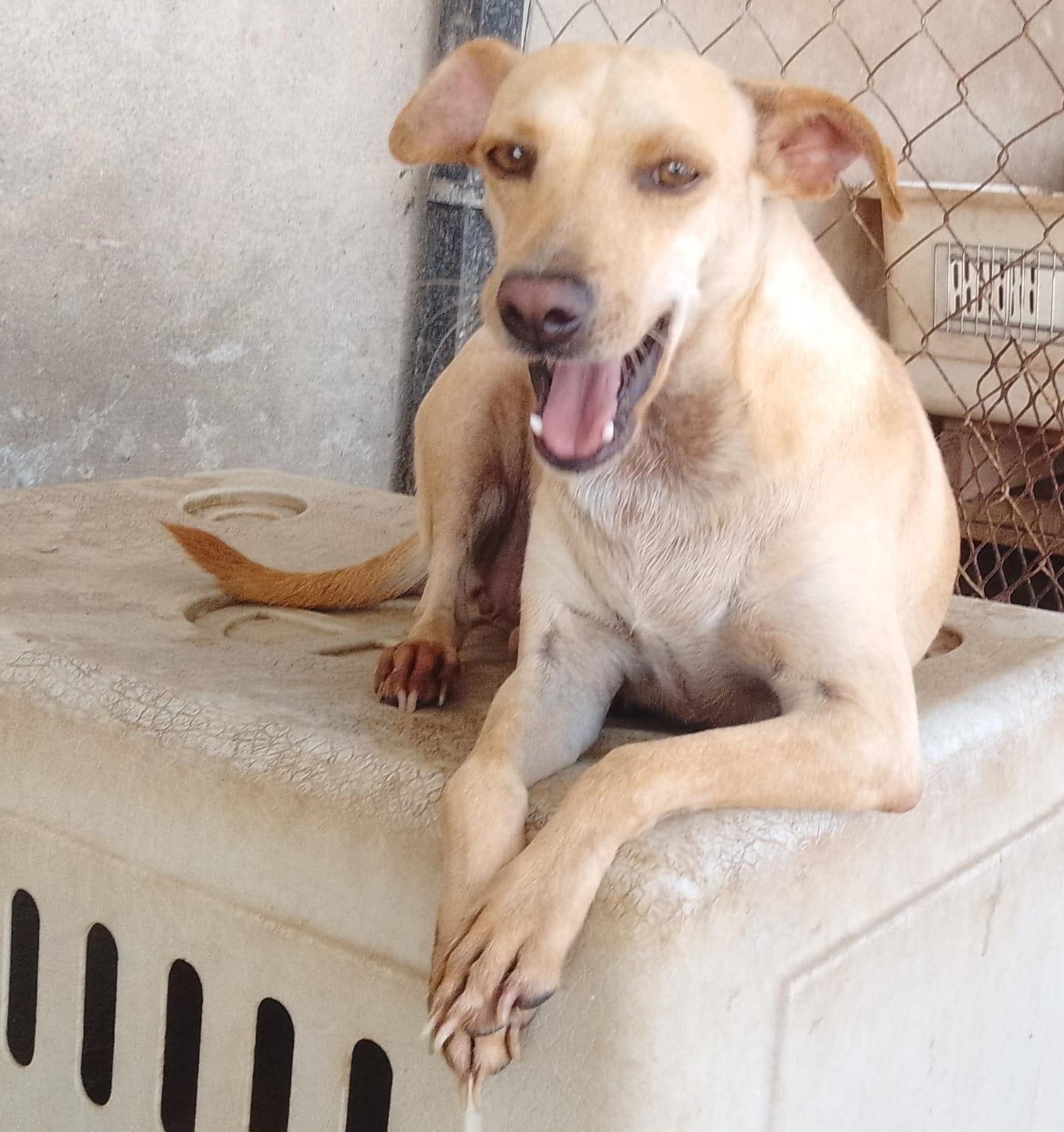 Duquesa, an adoptable Mixed Breed in Las Jarretaderas, NAY, 63735 | Photo Image 1