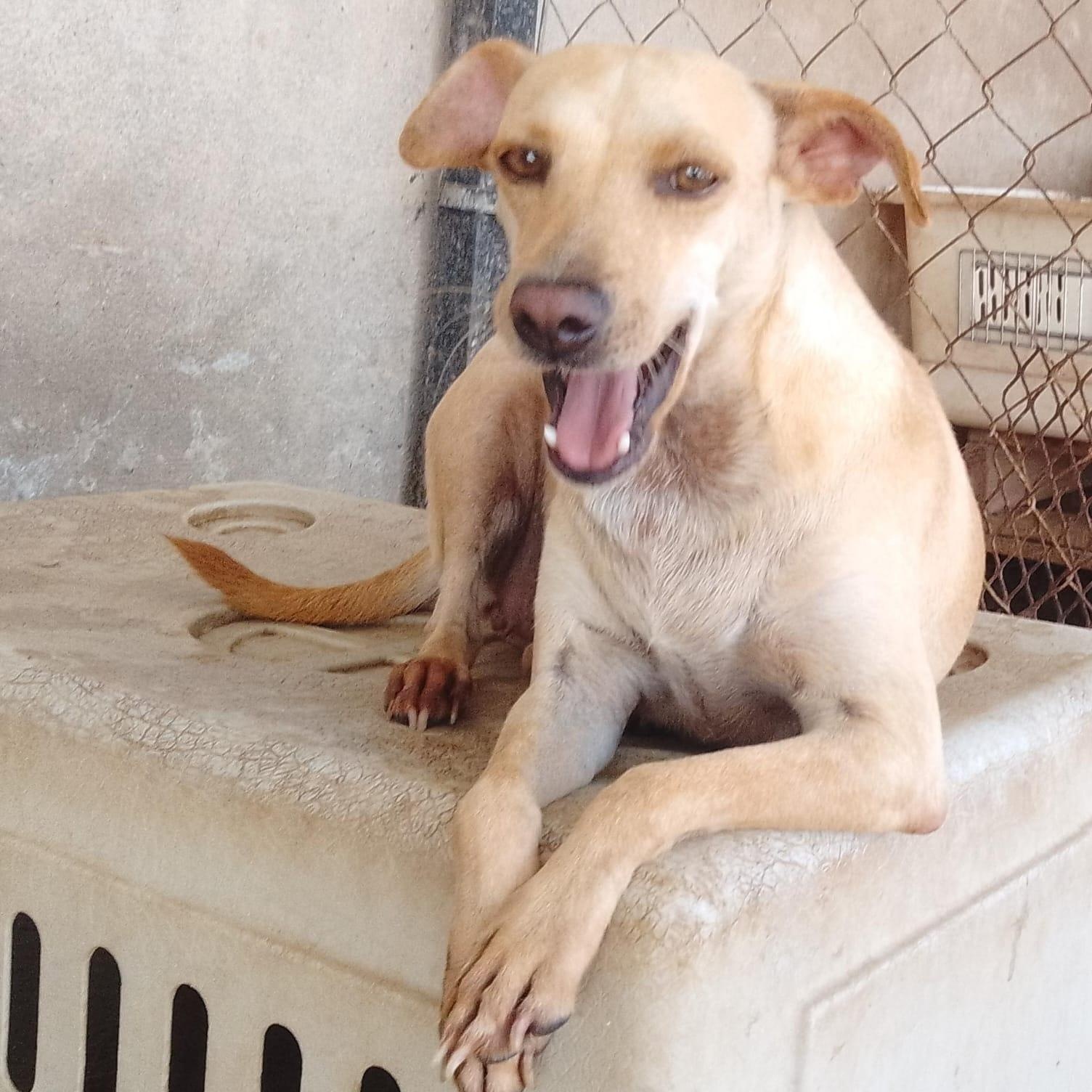 Duquesa, a Adoptable Mixed Breed in Las Jarretaderas, NAY image 1/6