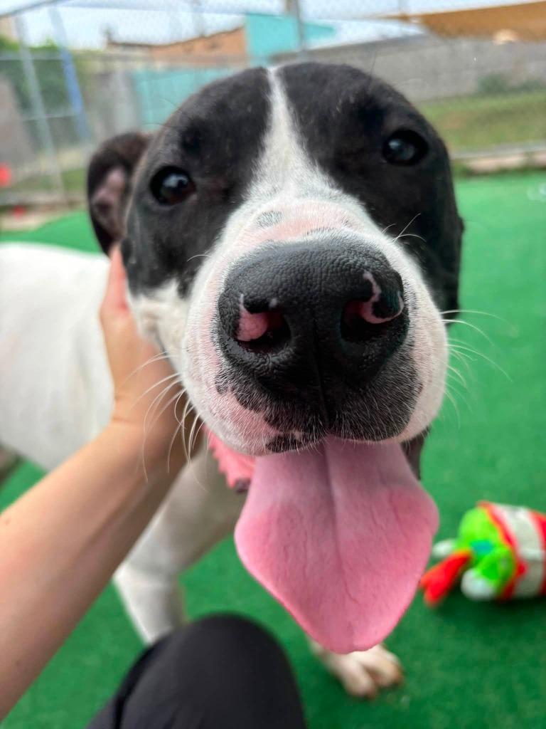 Enlarge Raichu, a Adoptable mixed breed in Warren, MI image 2/6